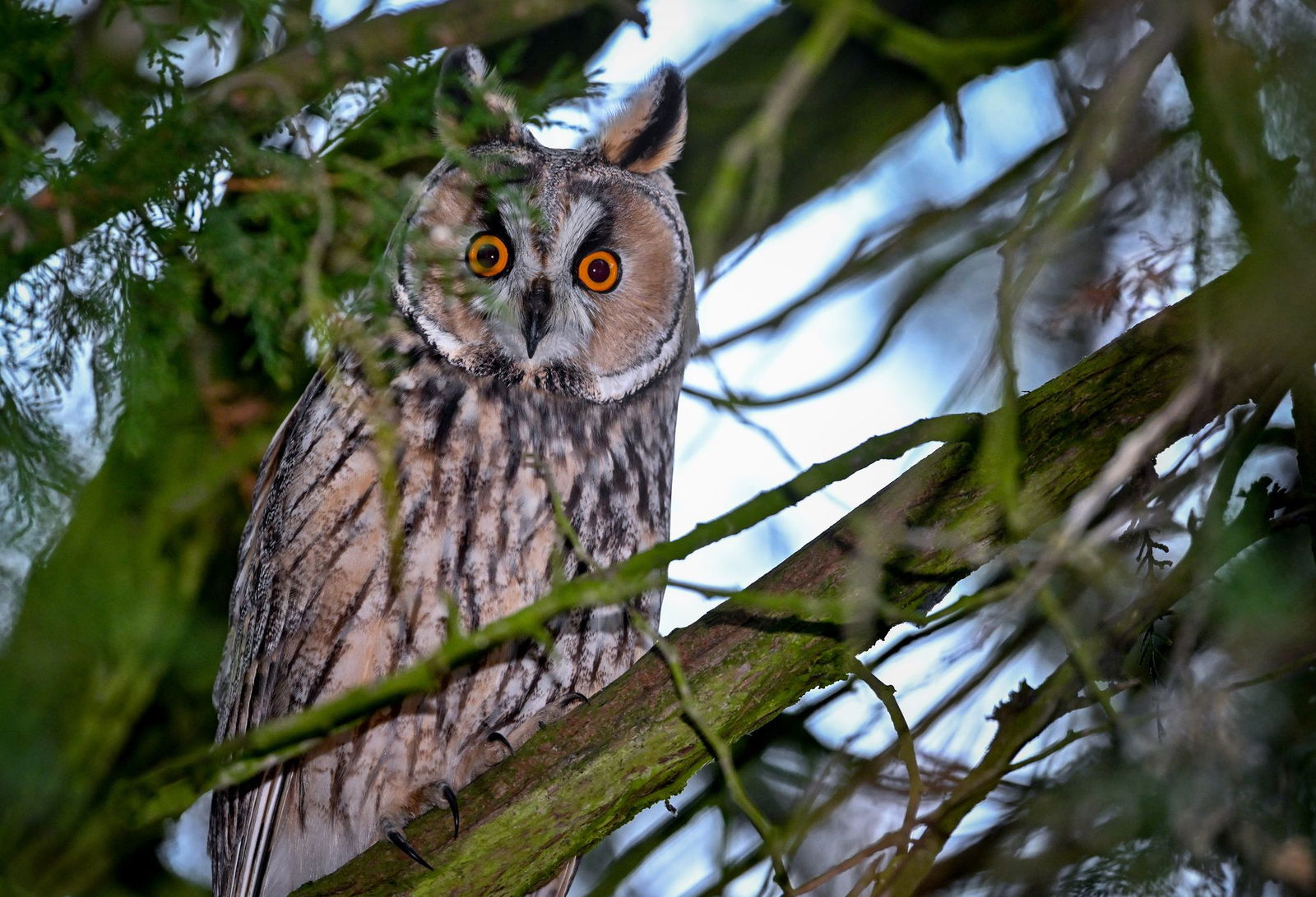 Auch Eulen sind Fressfeinde von Ratten. (Archivbild)