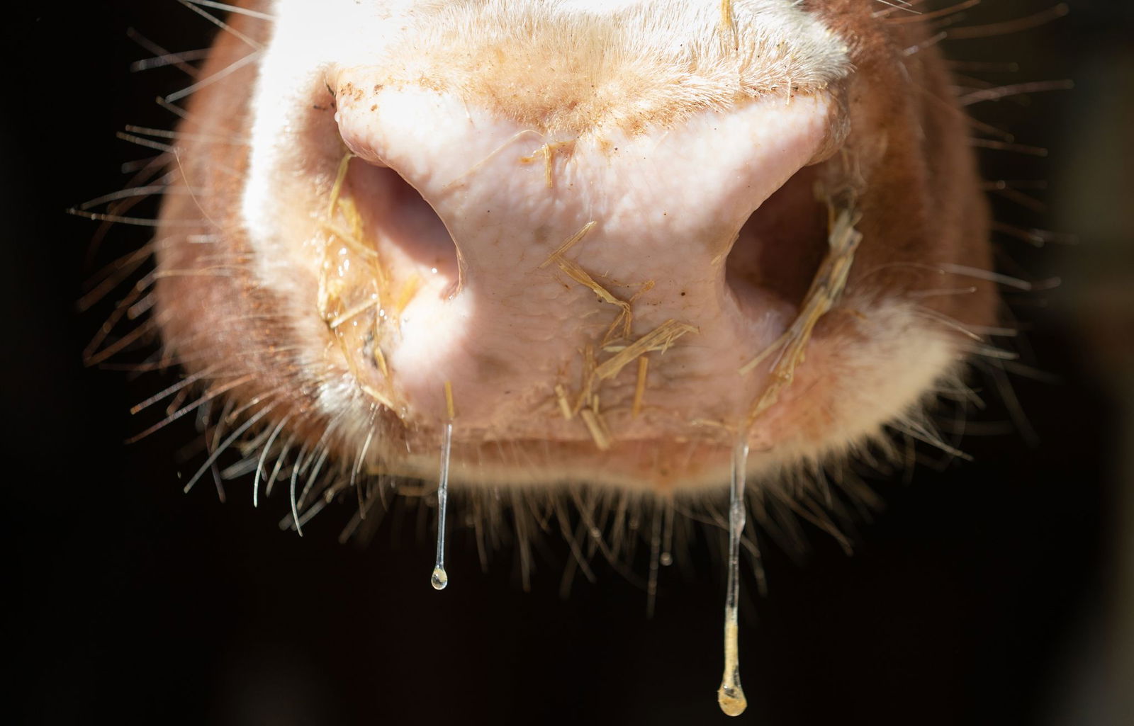 Wie geht es dieser Kuh? Ist sie krank, darf sie nicht geschlachtet werden. (Symbolbild)