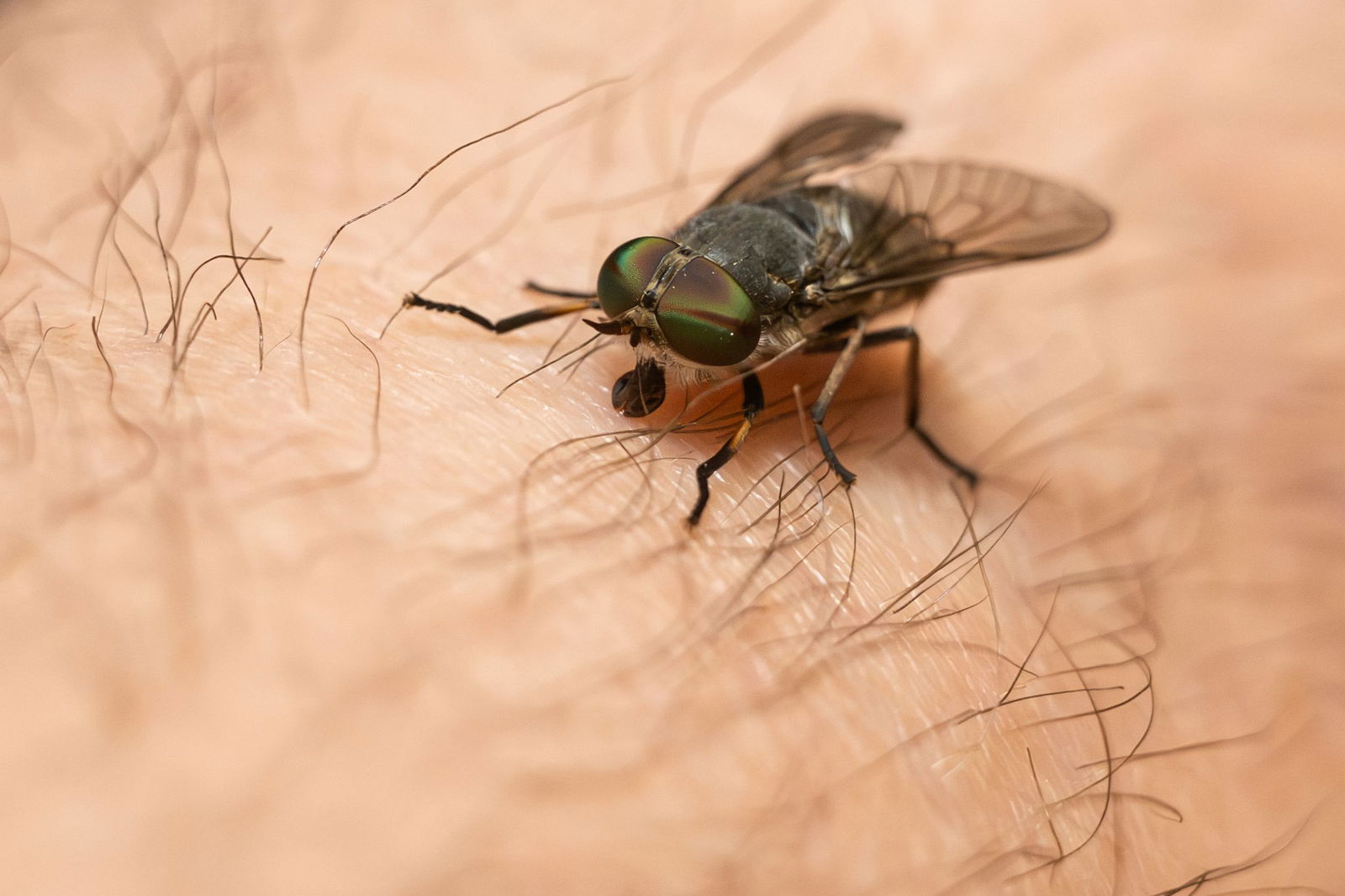 Wenn eine Bremse zusticht - oder besser: zubeißt - gilt im Nachhinein vor allem eines: nicht kratzen. Denn dann drohen Infektionen.