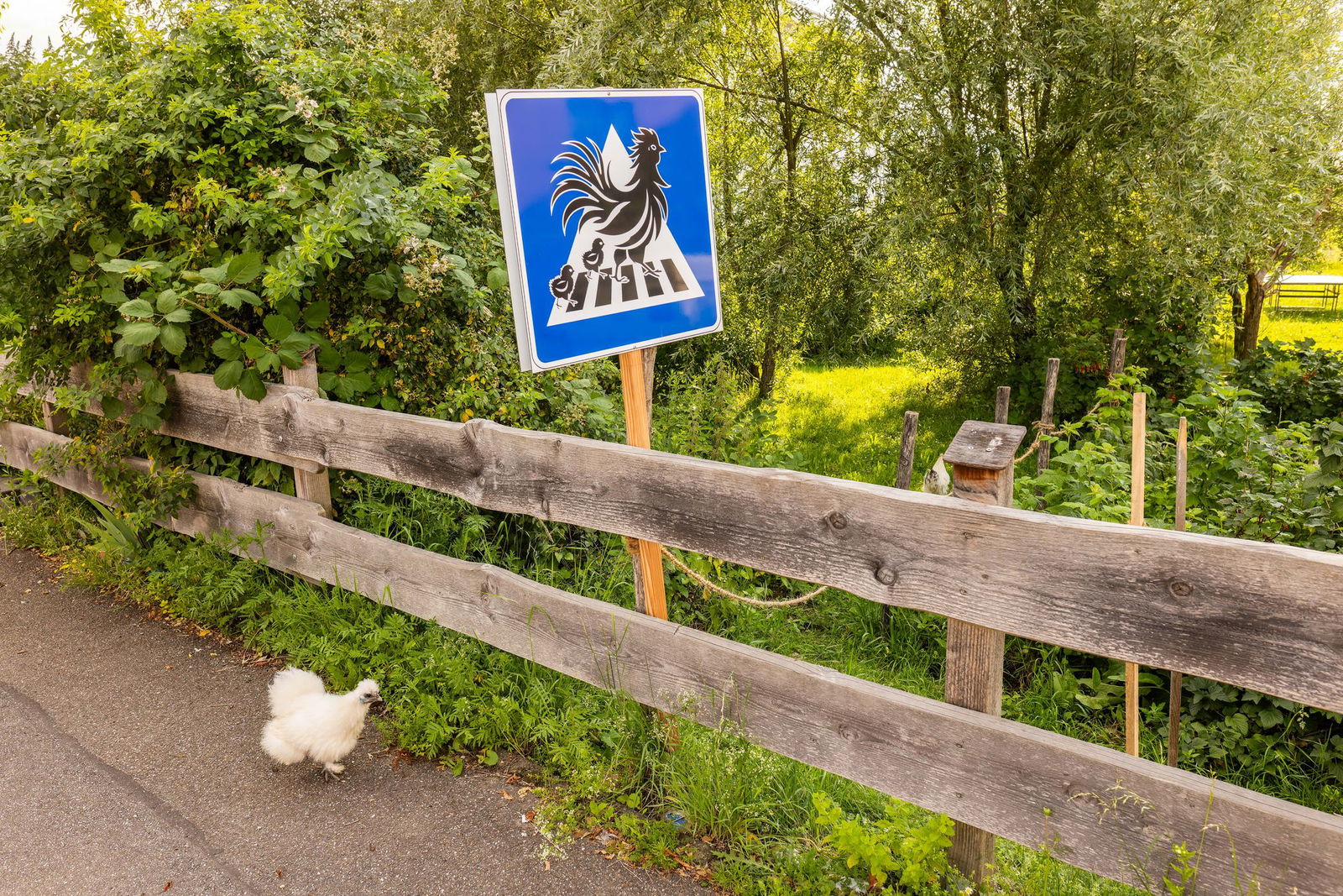 Die Hühner kehren am Abend alleine in den Stall zurück. 