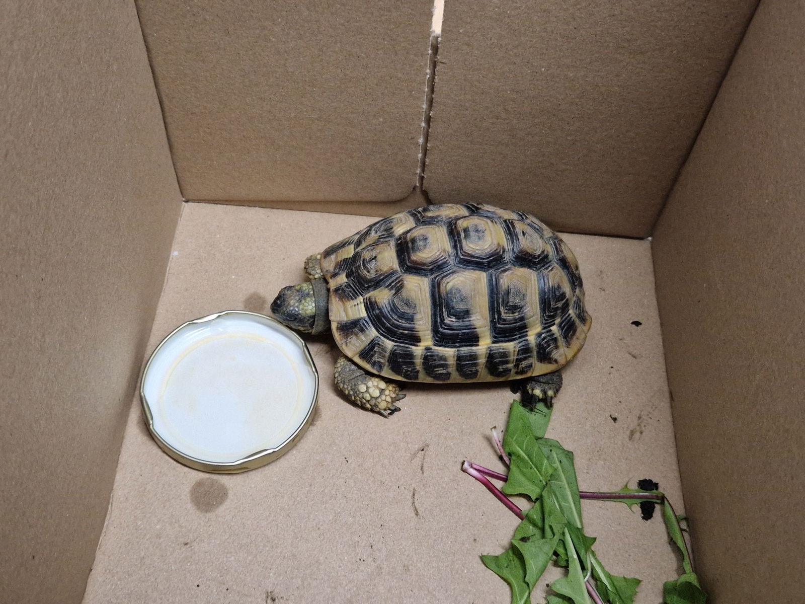 Wem gehört diese Schildkröte?