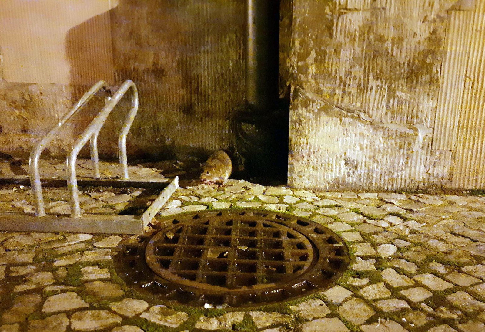 Ratten leben auch in der Kanalisation. (Archivbild)