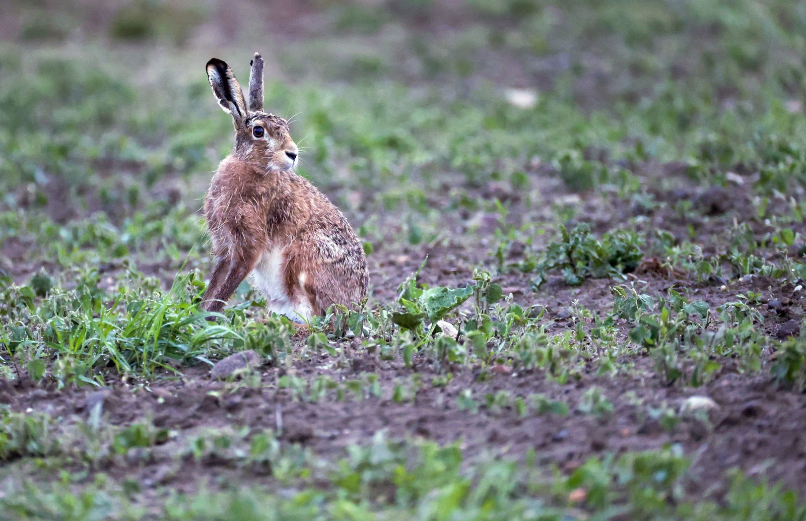 Betroffen sind vor allem wildlebende Kleintiere wie Hasen, Kaninchen und Mäuse. (Archivbild)