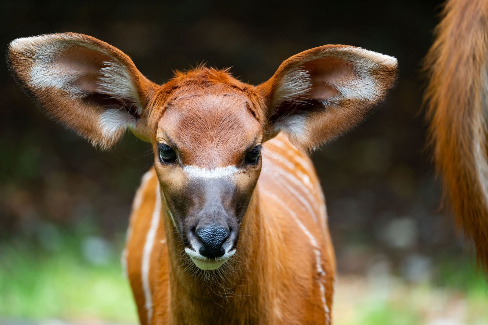 Einen Namen hat das Jungtier bisher nicht.
