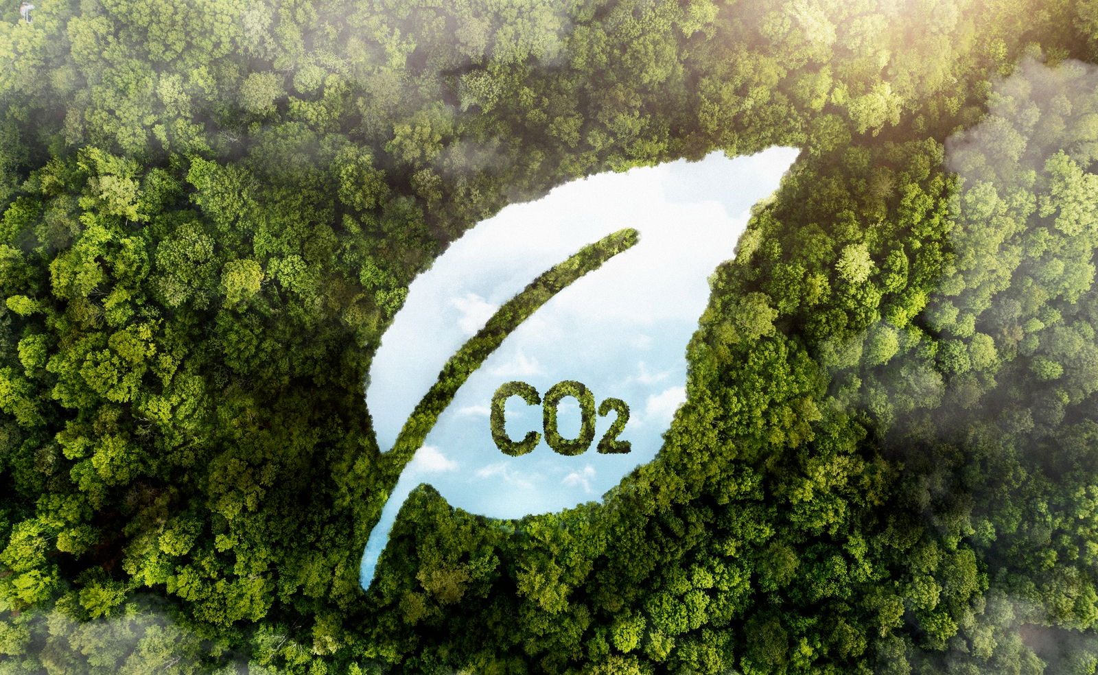 Wald Co2 Kohlenstoffdioxid Blatt Klima Klimaschutz Greenwashing Natur