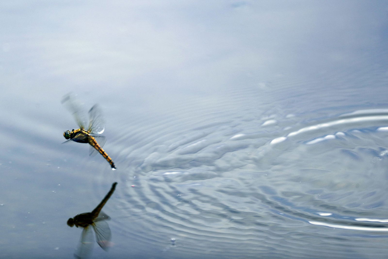 Die Larven der Libellen leben meist am Gewässergrund oder zwischen Wasserpflanzen. (Archivbild)