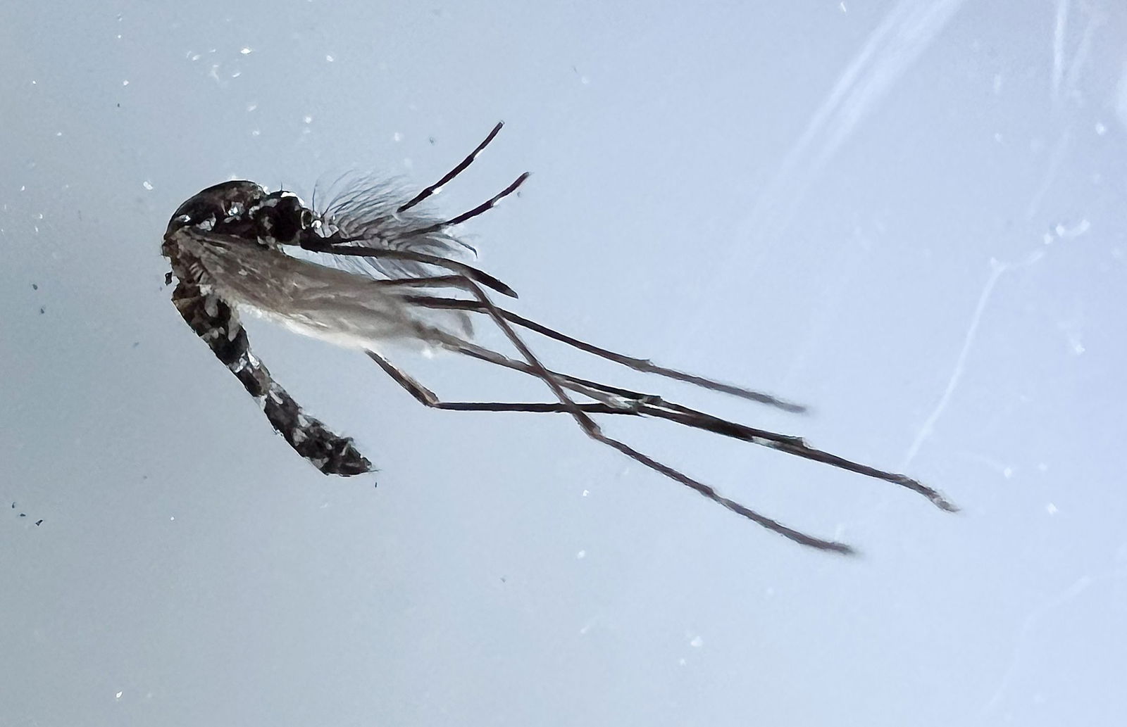 Baden-Württemberg will mit Tabletten gegen die Tigermücken vorgehen. (Foto-Archiv)