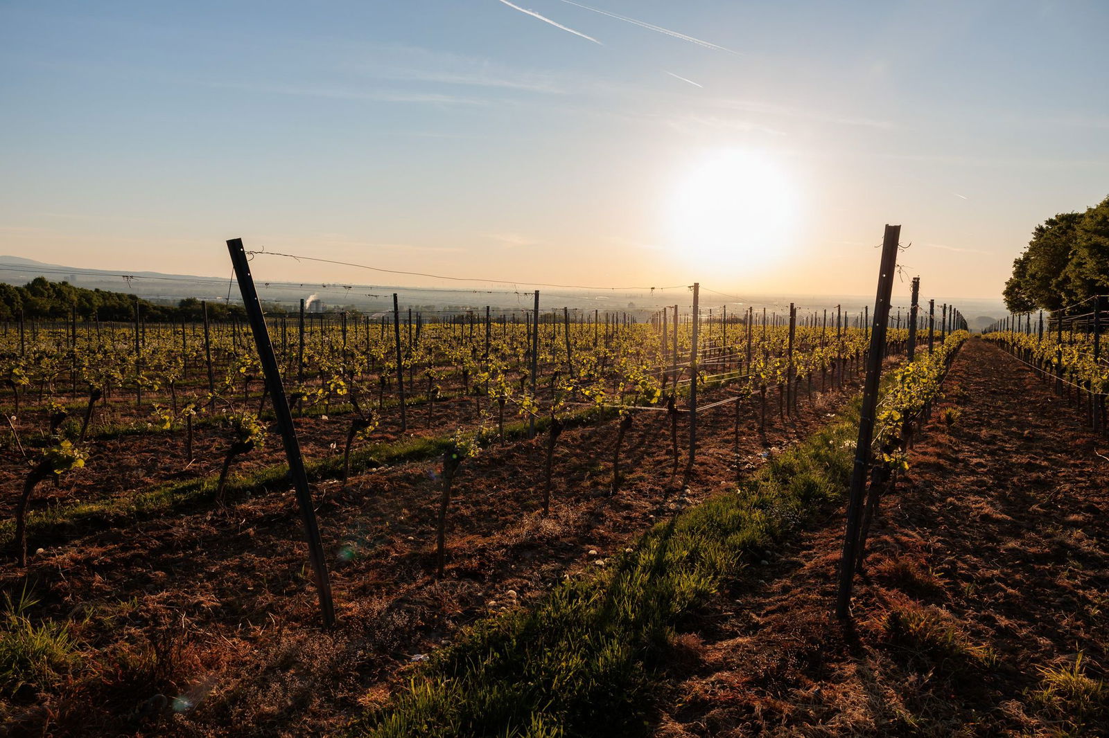 In Rheinland-Pfalz gibt es sechs Weinanbaugebiete (Archivbild)