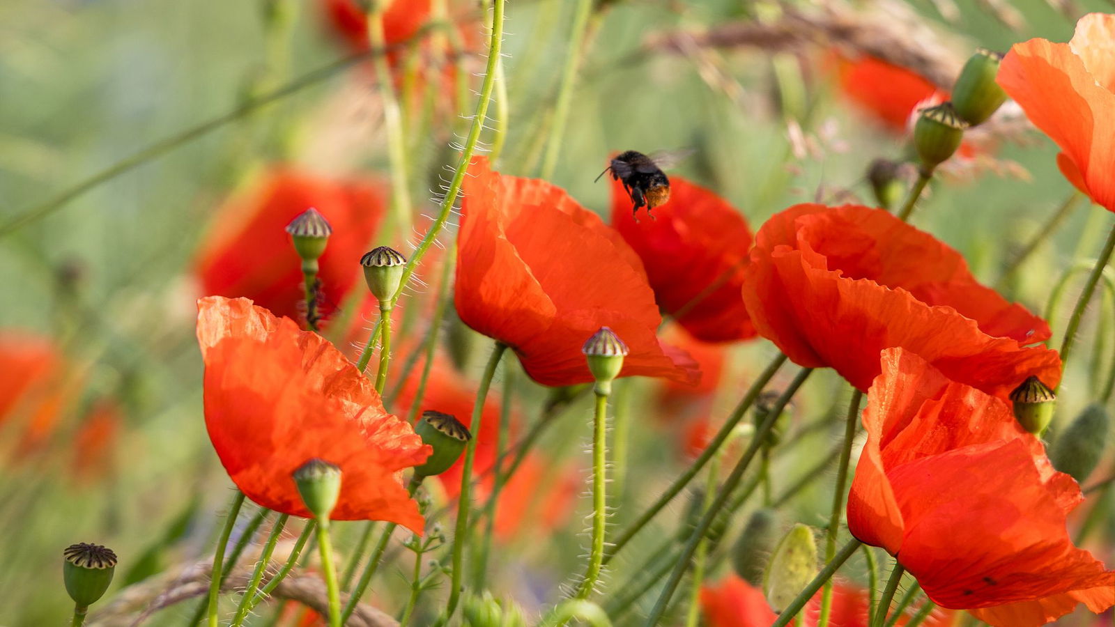 In Rheinland-Pfalz und im Saarland scheint bis mindestens Freitag die Sonne. (Symbolbild)