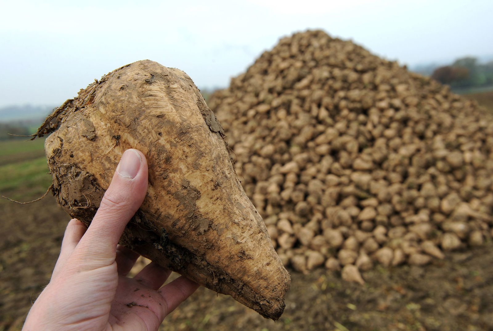 Bei Zuckerrüben führt die Pflanzenkrankheit Stolbur zu erheblichen Ertragsverlusten. 