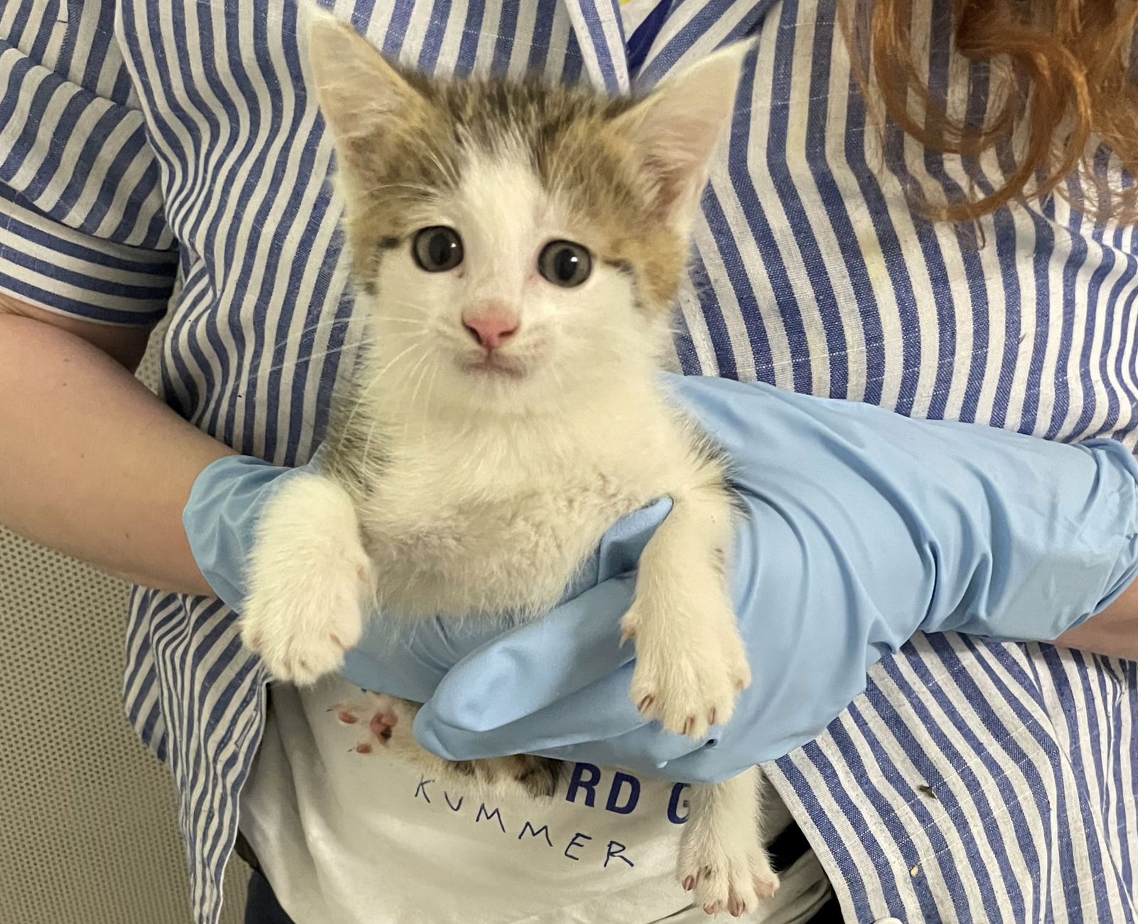 Katzenbaby bei der Polizei Lorsch