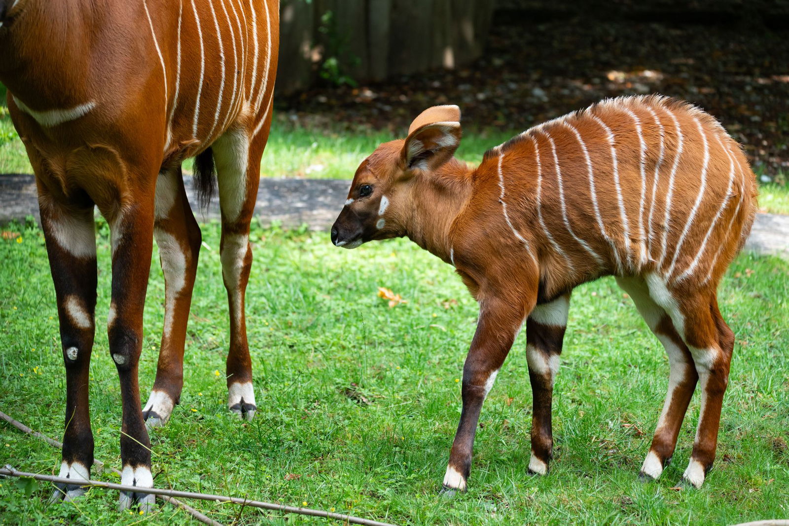Die ersten Tage hatte die Tier-Familie noch für sich. 