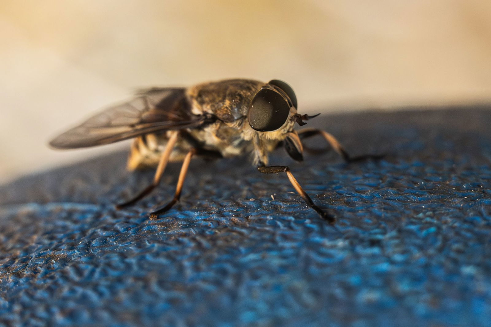 Bremsen lieben große, warme Körper – Rinder, Pferde und andere Weidetiere stehen ganz oben auf ihrem Speiseplan. Aber eben oft auch der Mensch.