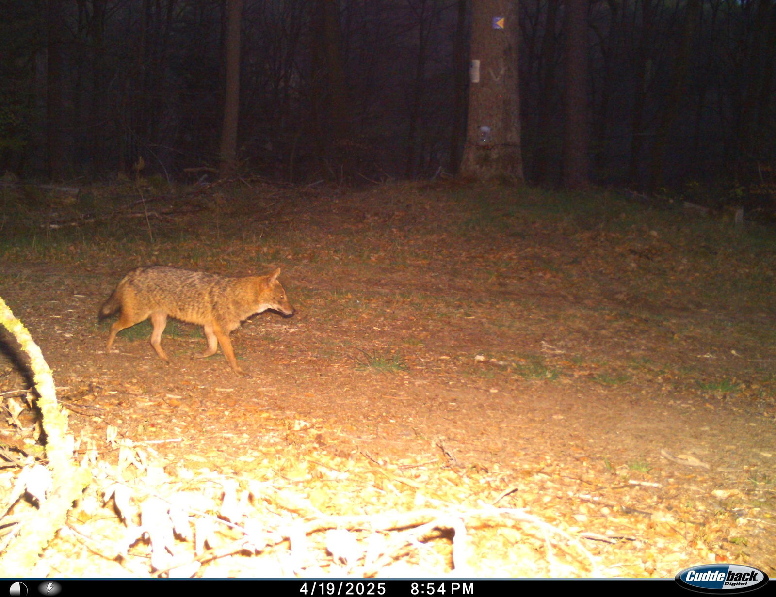 Der Goldschakal tappte im Pfälzerwald im Süden des Landes in eine Fotofalle.