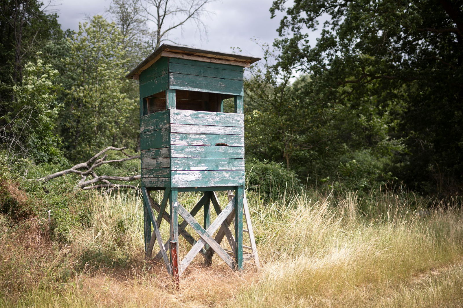 Tierwohl, Waldumbau in Zeiten des Klimawandels und die Rolle der Jäger - all das sind zentrale Punkte im Jagdgesetz. (Archivfoto)