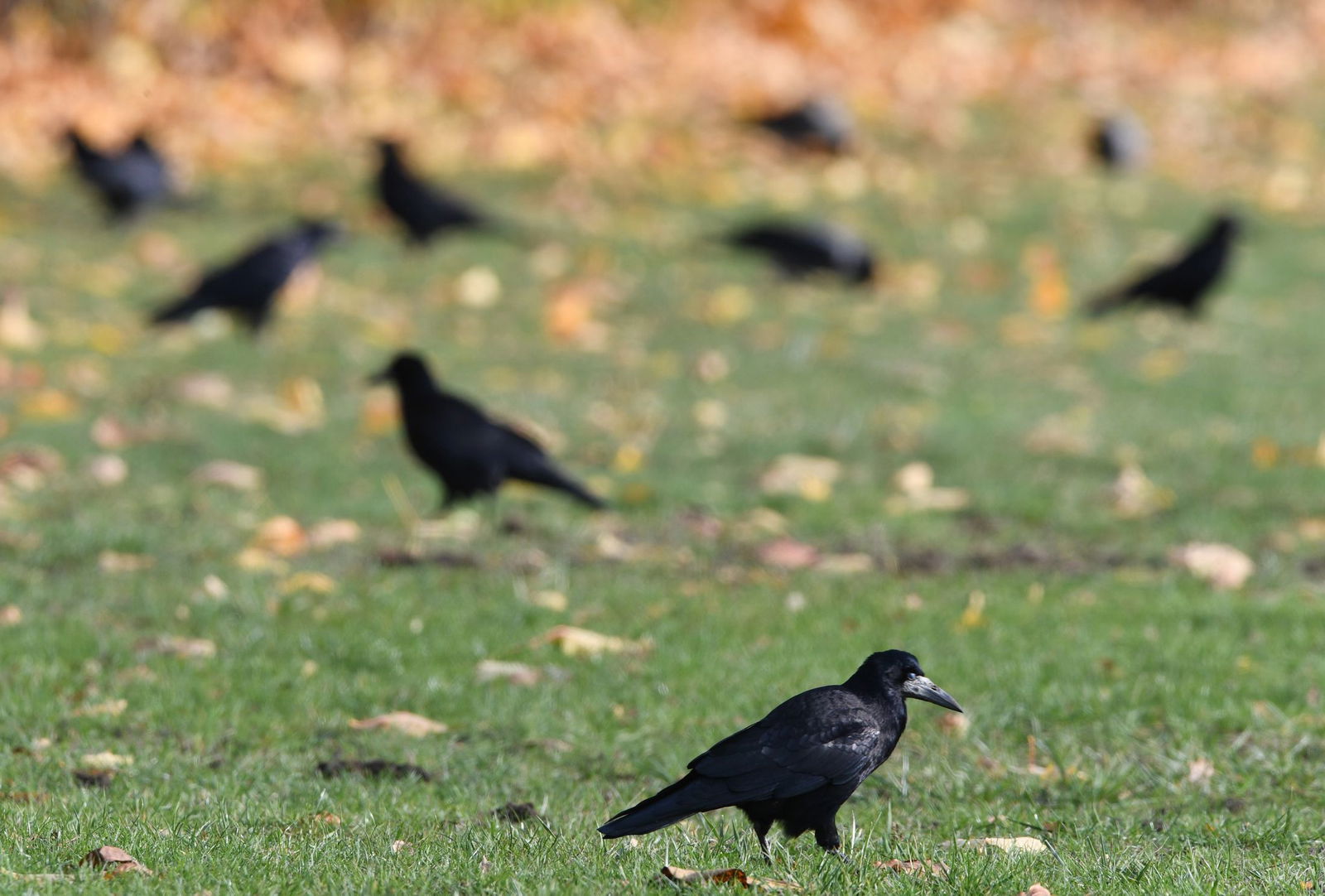 Die Population der Vögel hat sich deutlich erholt. (Archivbild)
