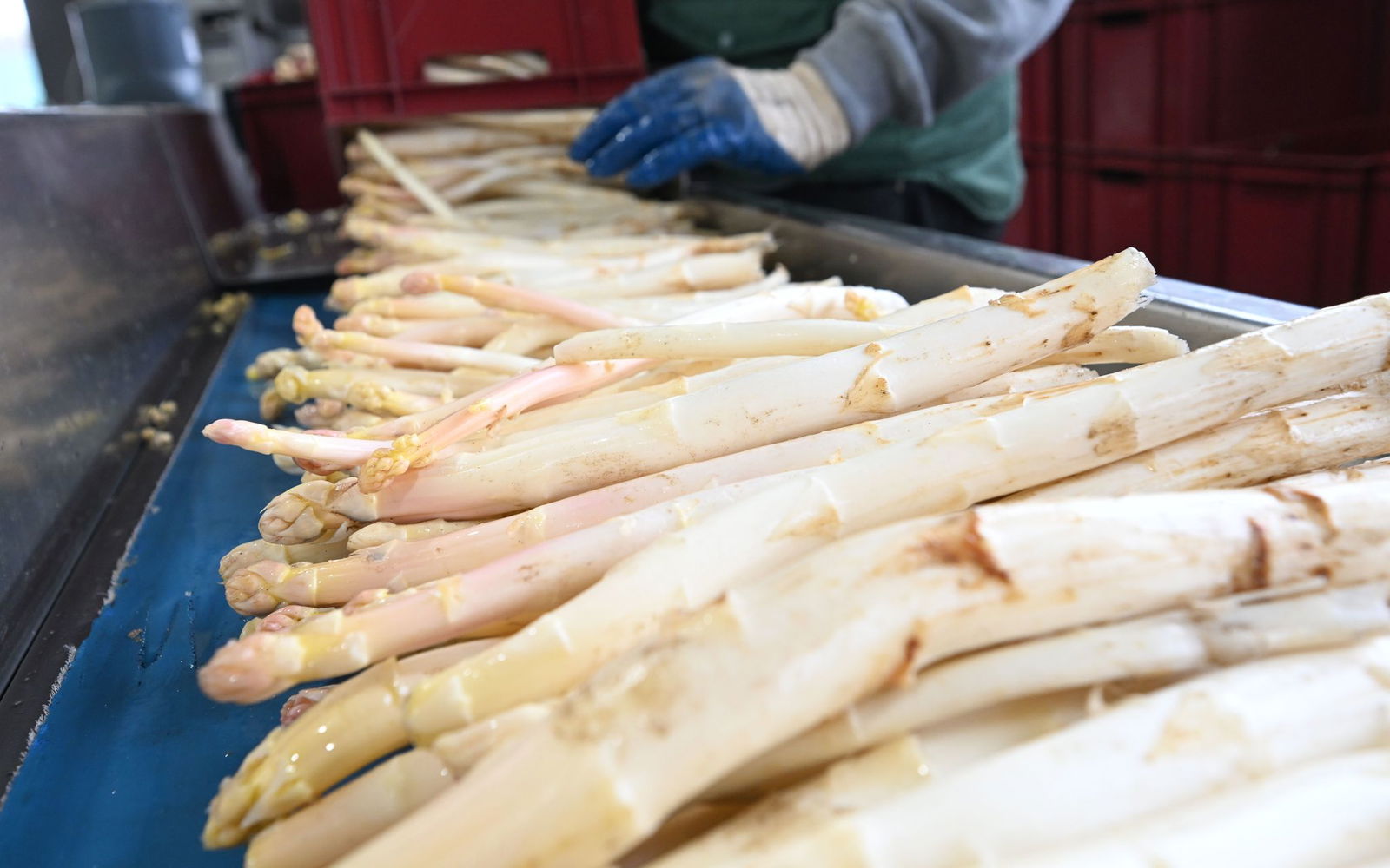  Am Anfang seien die Spargelstangen besonders dick und aromatisch gewesen, sagt der Verband der Süddeutschen Spargel- und Erdbeeranbauer. (Archivbild)