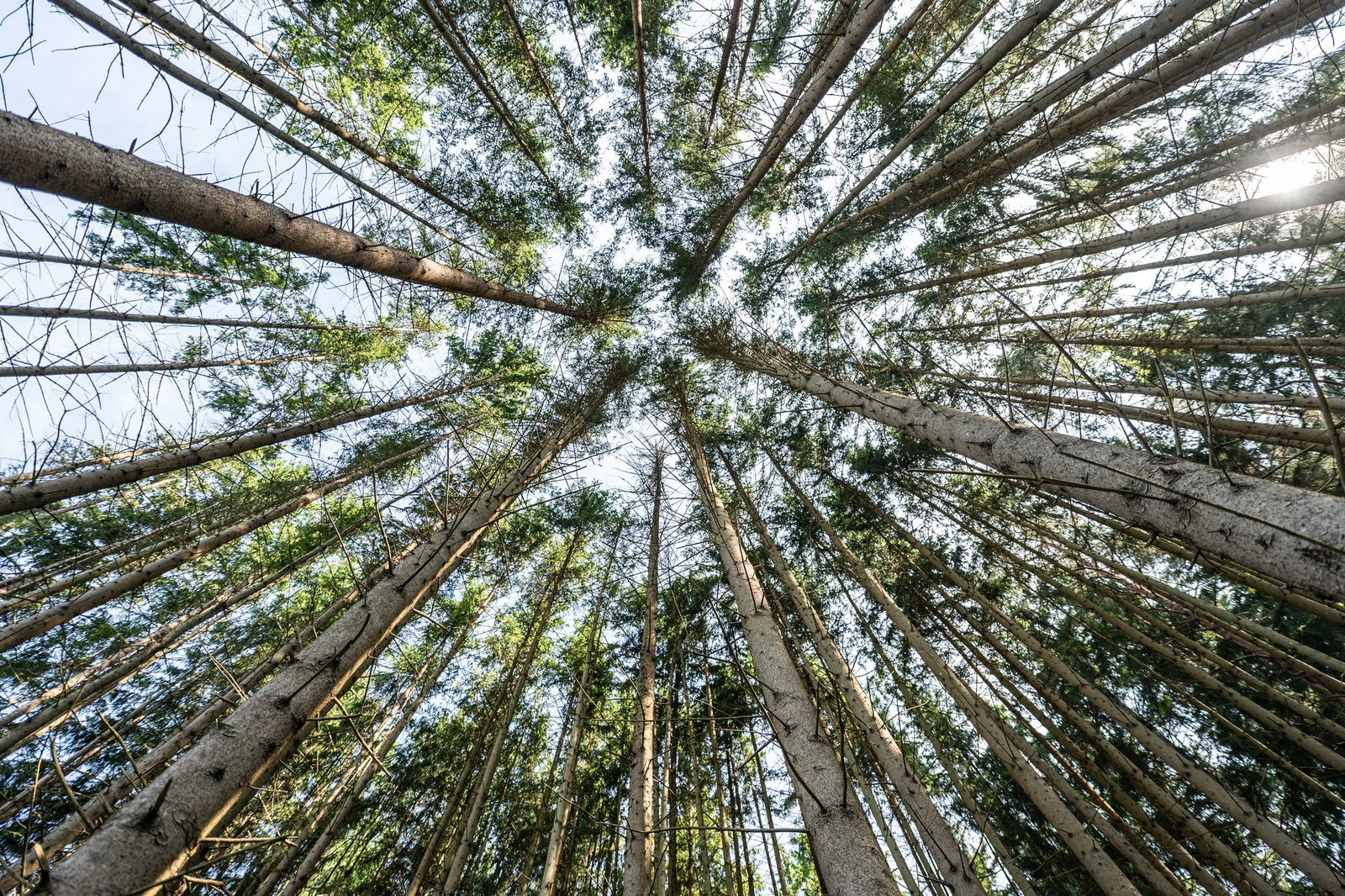 Nur noch jeder fünfte Baum hat volle, intakte Kronen. (Archivbild)