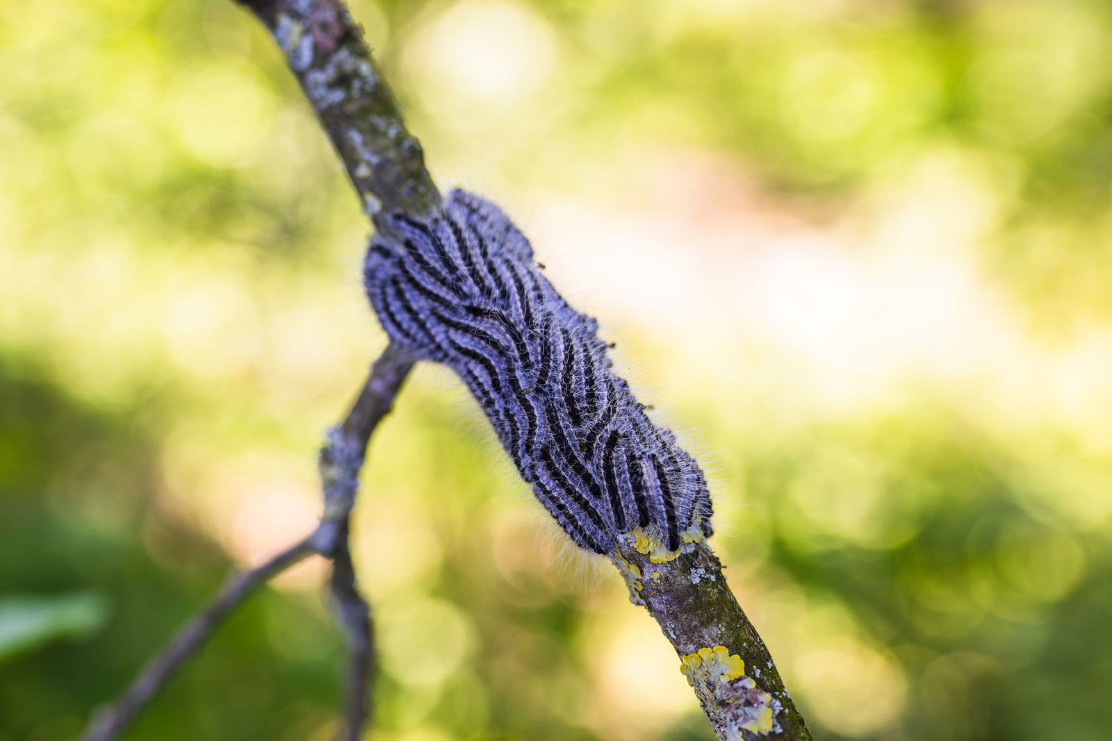 Die Eichenprozessionsspinner sind in großen Gruppen unterwegs - daher auch ihr Name - und können beim Menschen gefährliche allergische Reaktionen auslösen. (Archivbild)