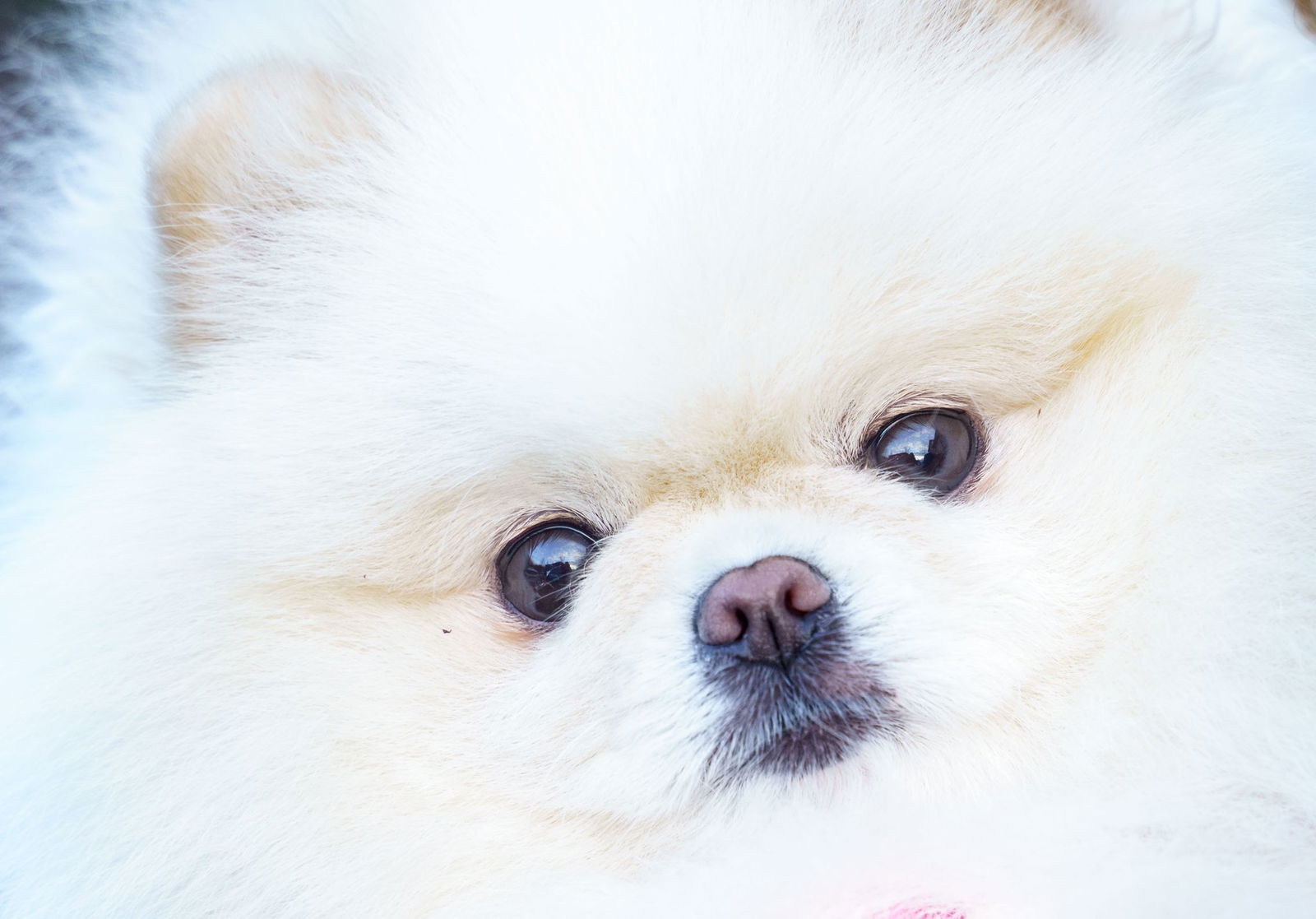 Tierschützerin rät vom Hundekauf im Internet ab. (Archivbild)