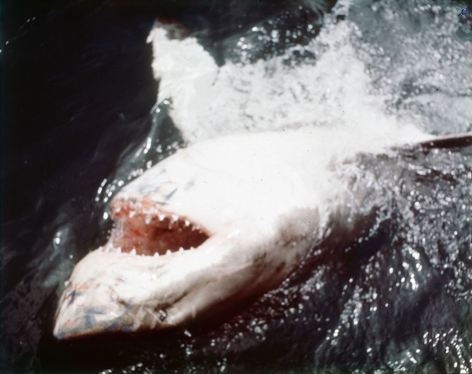 In den vergangenen Jahren ist das durch «Der weiße Hai» transportierte Bild von den Raubfischen als grausamen Fressmaschinen korrigiert worden. (Archivbild)