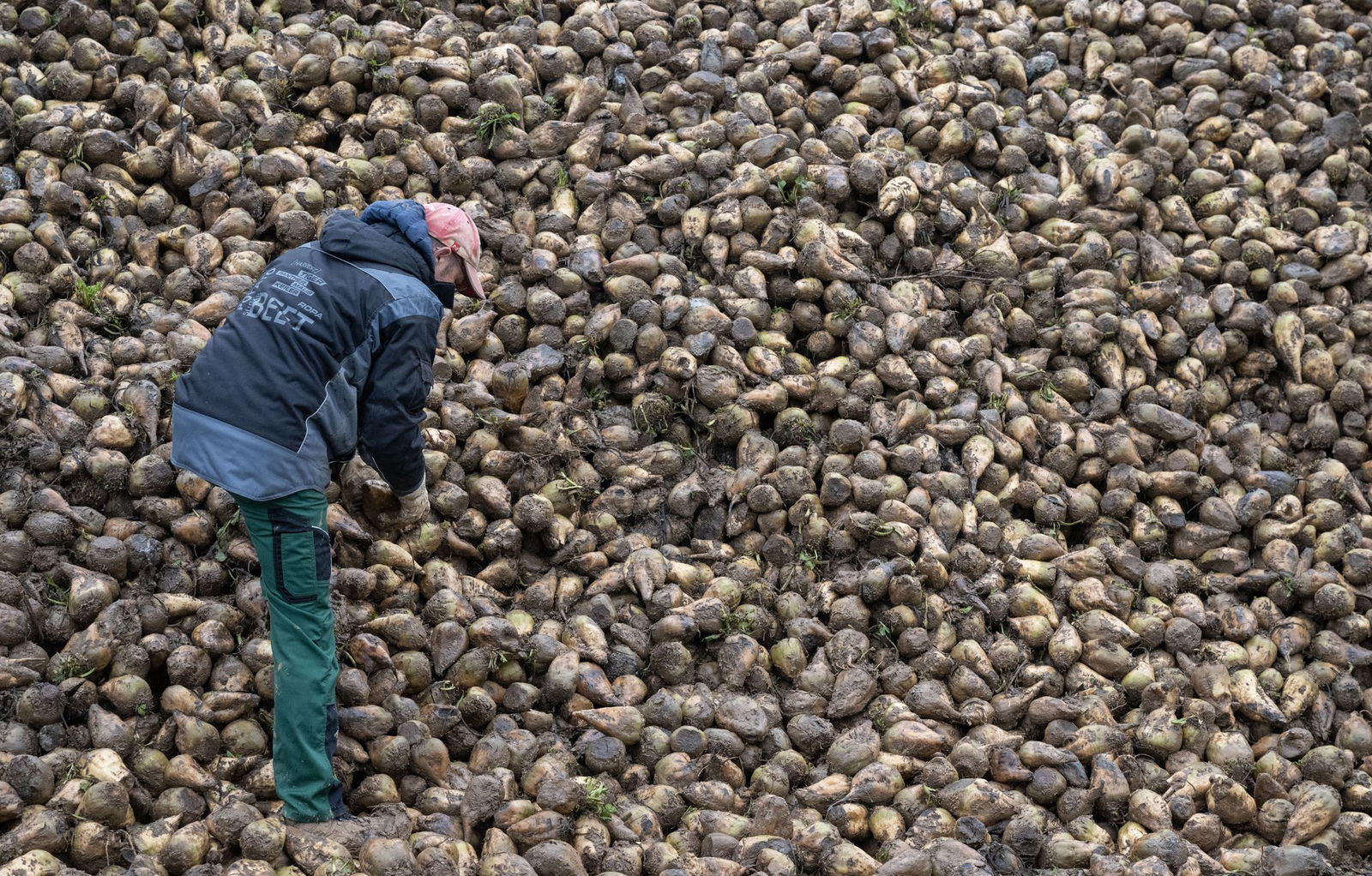 Zuckerrüben sind von einem kleinen Insekt bedroht, der Schilf-Glasflügelzikade. (Archivbild)