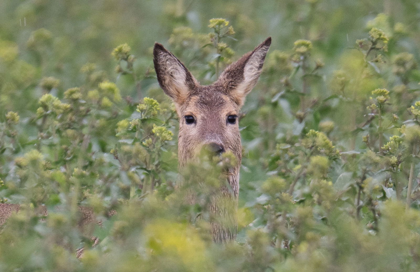 Der Streifzug eines Rehs in der Pfalz endet im Gartenpool. (Symbolbild)