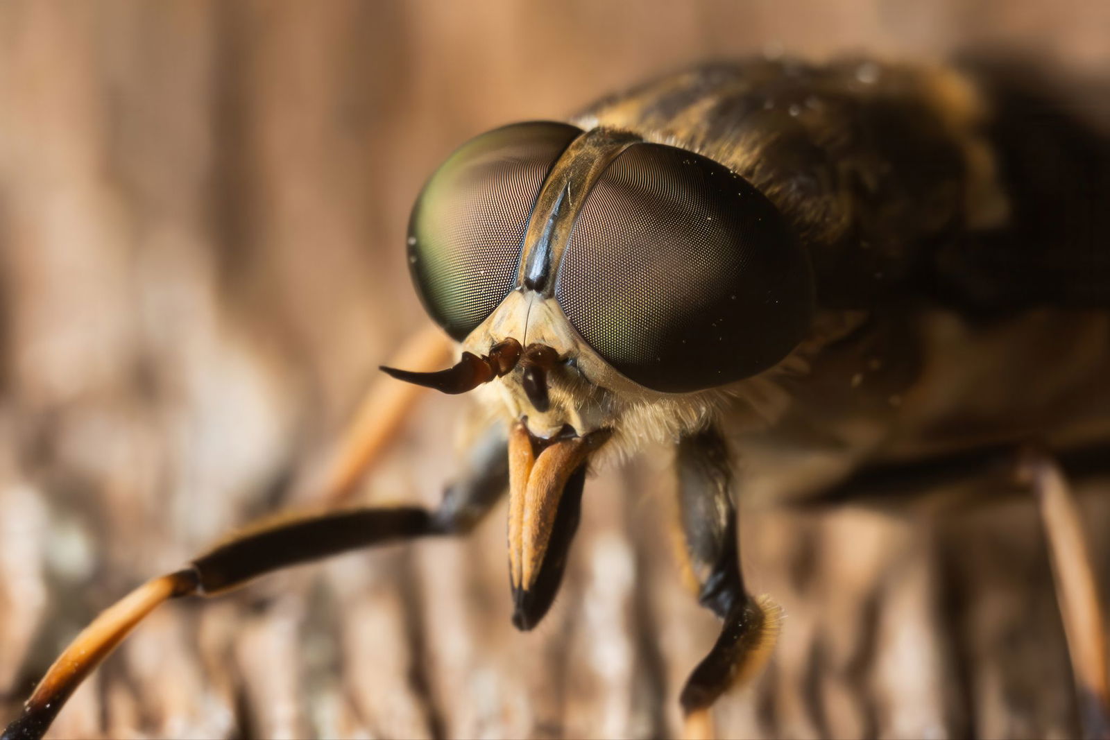 Bremsen sind echte Sonnenanbeter und jagen tagsüber.