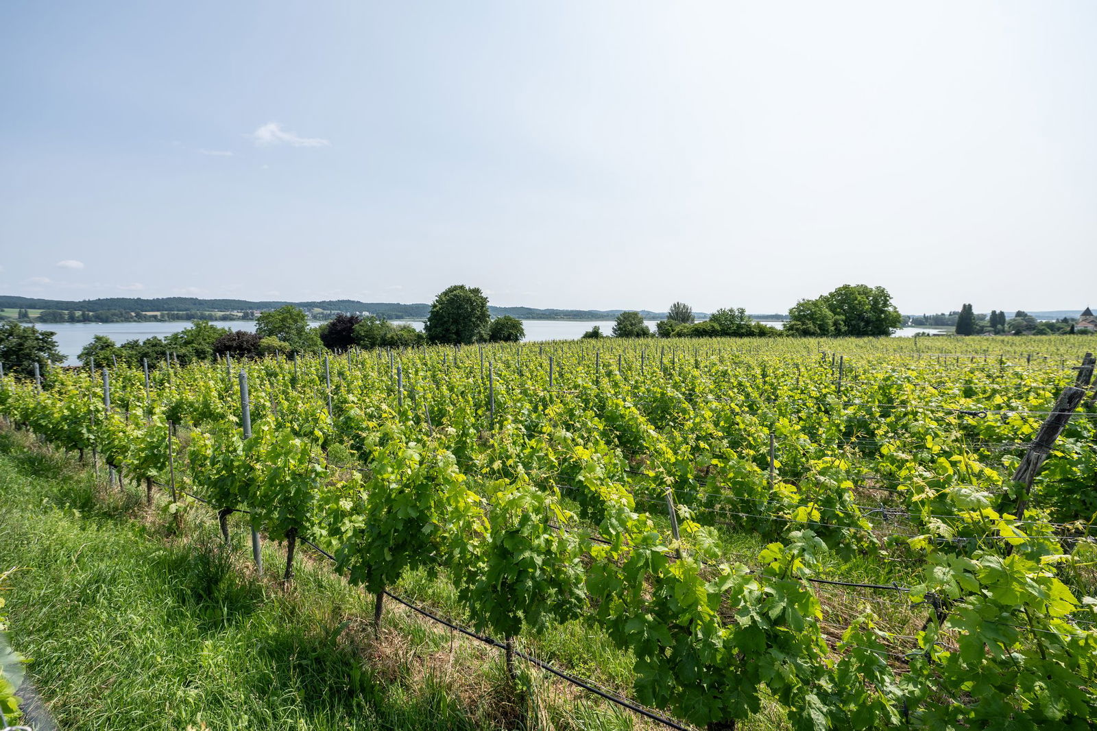 Nicht überall ist der Sonnenschein ungetrübt - wegen der Waldbrände in Kanada ist der Himmel über Baden-Württemberg teilweise milchig. 