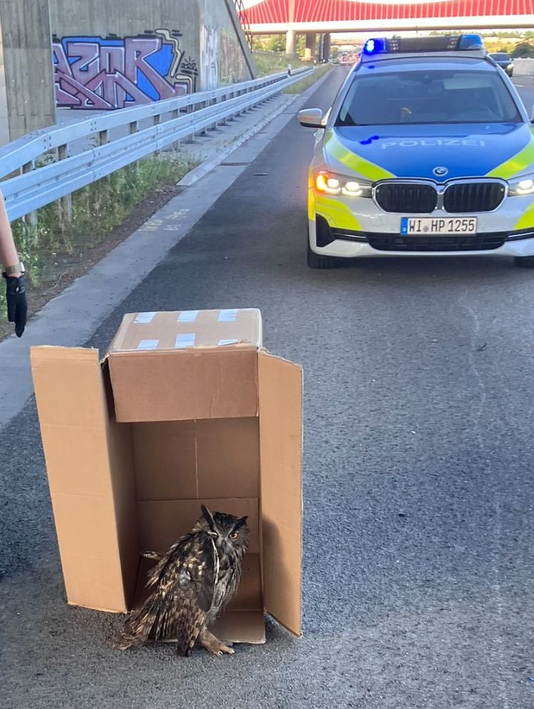 Polizei rettet Uhu