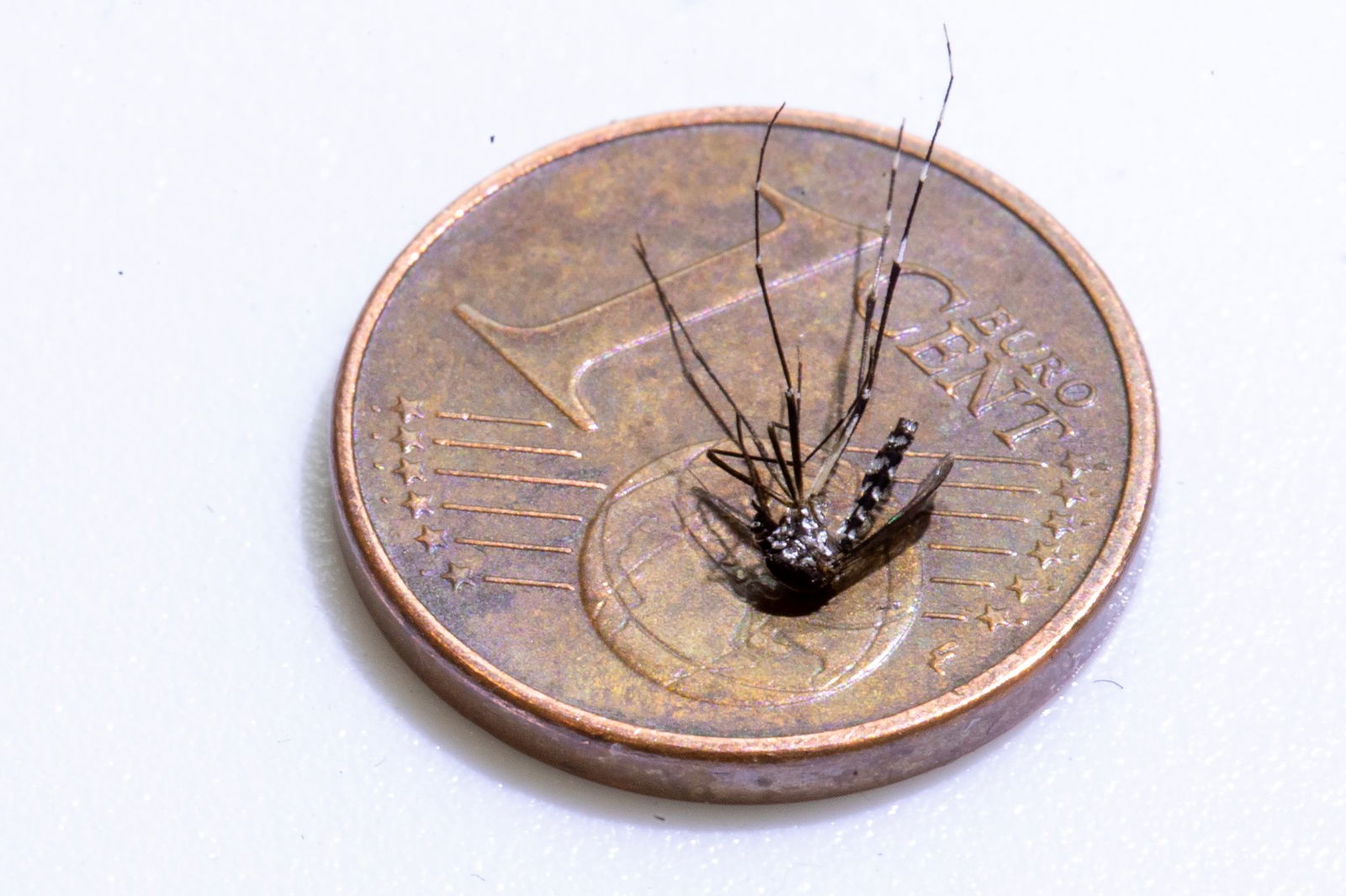 Die Asiatische Tigermücke ist eine zwischen zwei und zehn Millimeter große, auffällig schwarz-weiß gemusterte Stechmücke. (Foto-Archiv)