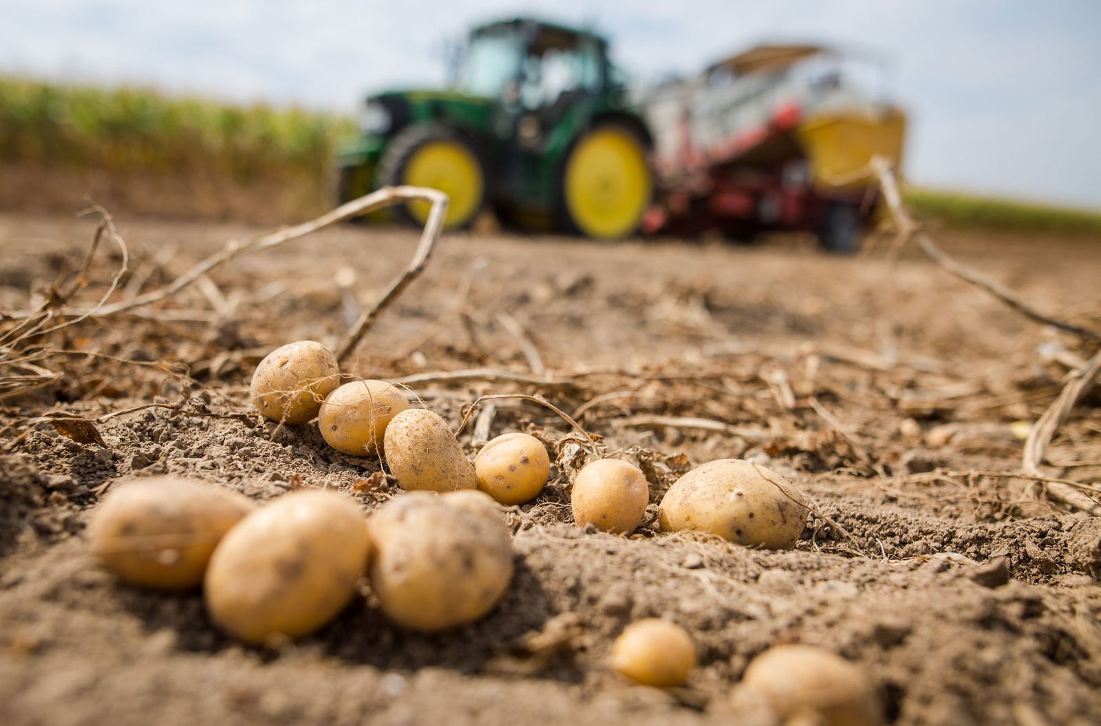 Die Pflanzenkrankheit bedroht auch heimische Kartoffeln. (Archivbild)