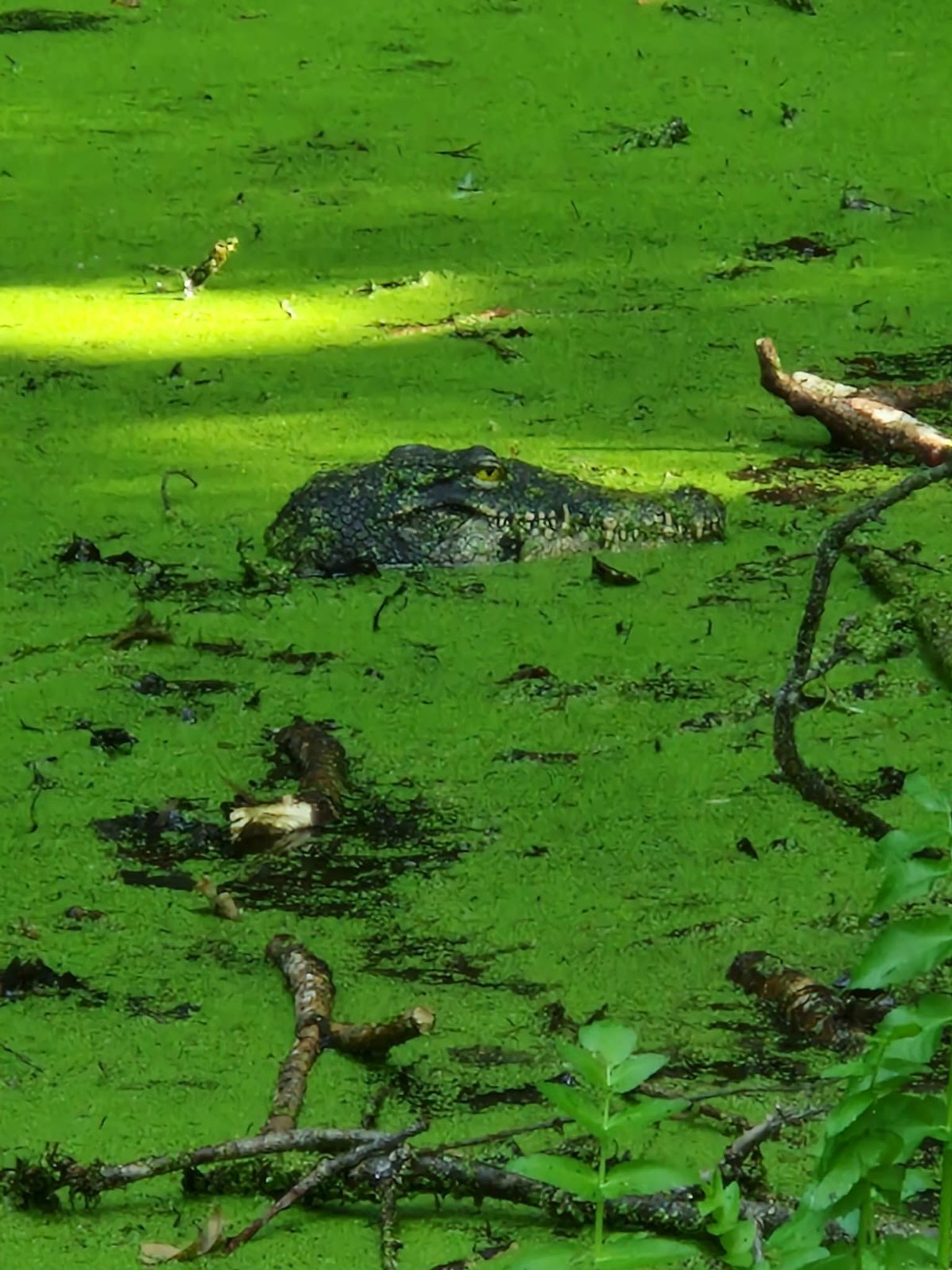 Die Sichtung eines Krokodils sorgte in Konstanz kurz für Schnappatmung.