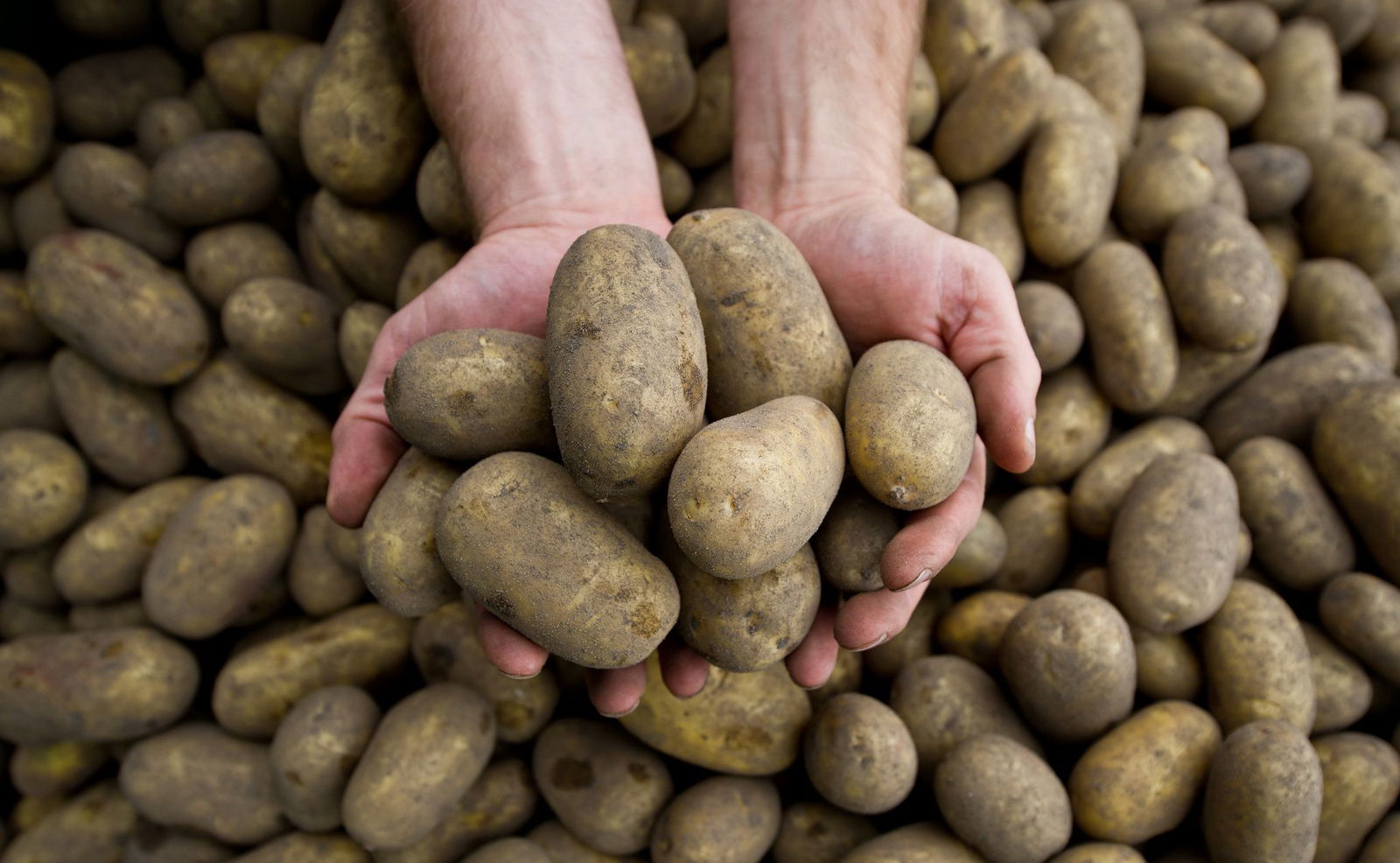 Die Pflanzenkrankheit Stolbur bedroht auch heimische Kartoffeln.