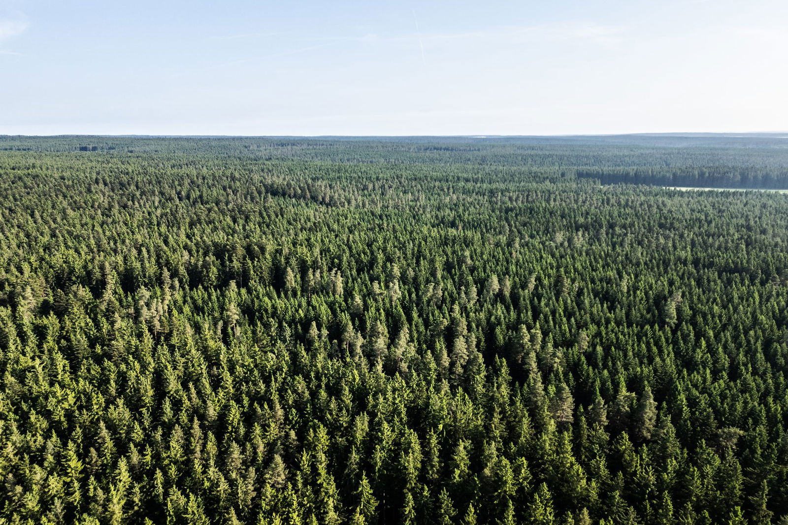 Der Wald in Deutschland bleibt laut einem neuen Bericht unter «Dauerstress». (Archivbild)