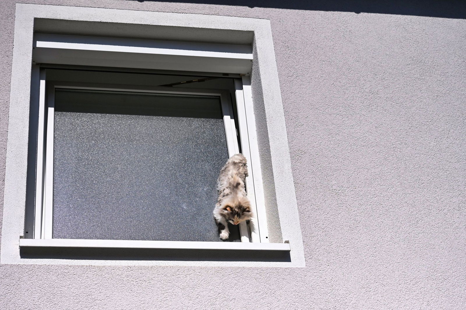 Eine Katze blieb kopfüber in einem Fensterspalt stecken und musste von der Feuerwehr gerettet werden. (Foto-Handout)