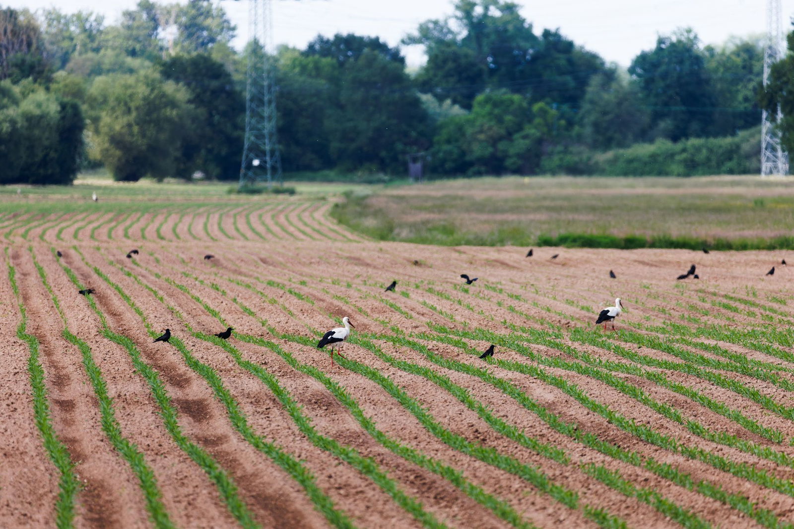 Saatkrähen sind nur schwer zu vertreiben. 