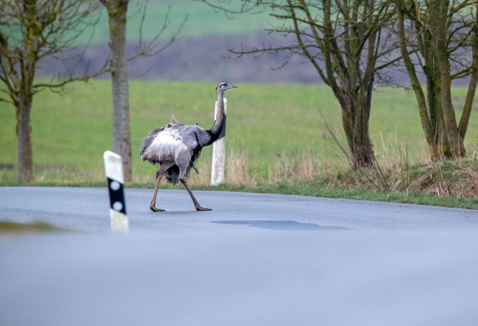 Weggelaufen ist der Laufvogel wohl nicht. (Symbolbild) 