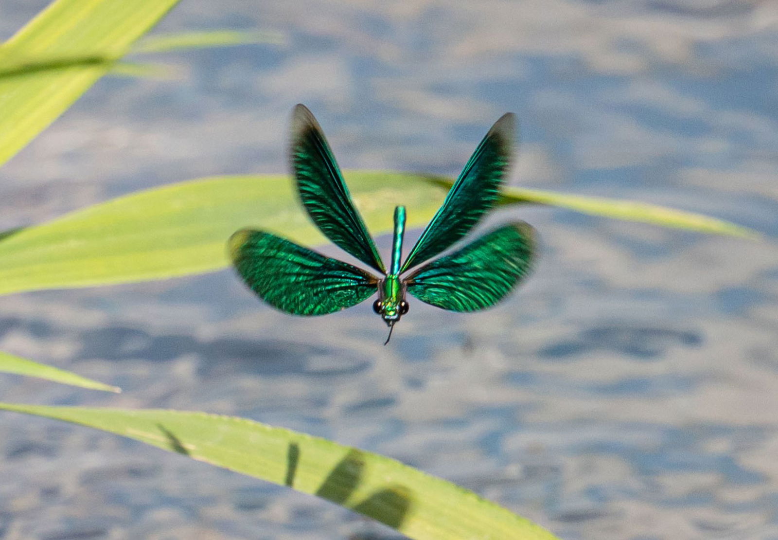 Die Larven der Libellen entwickeln sich im Wasser. (Archivbild)
