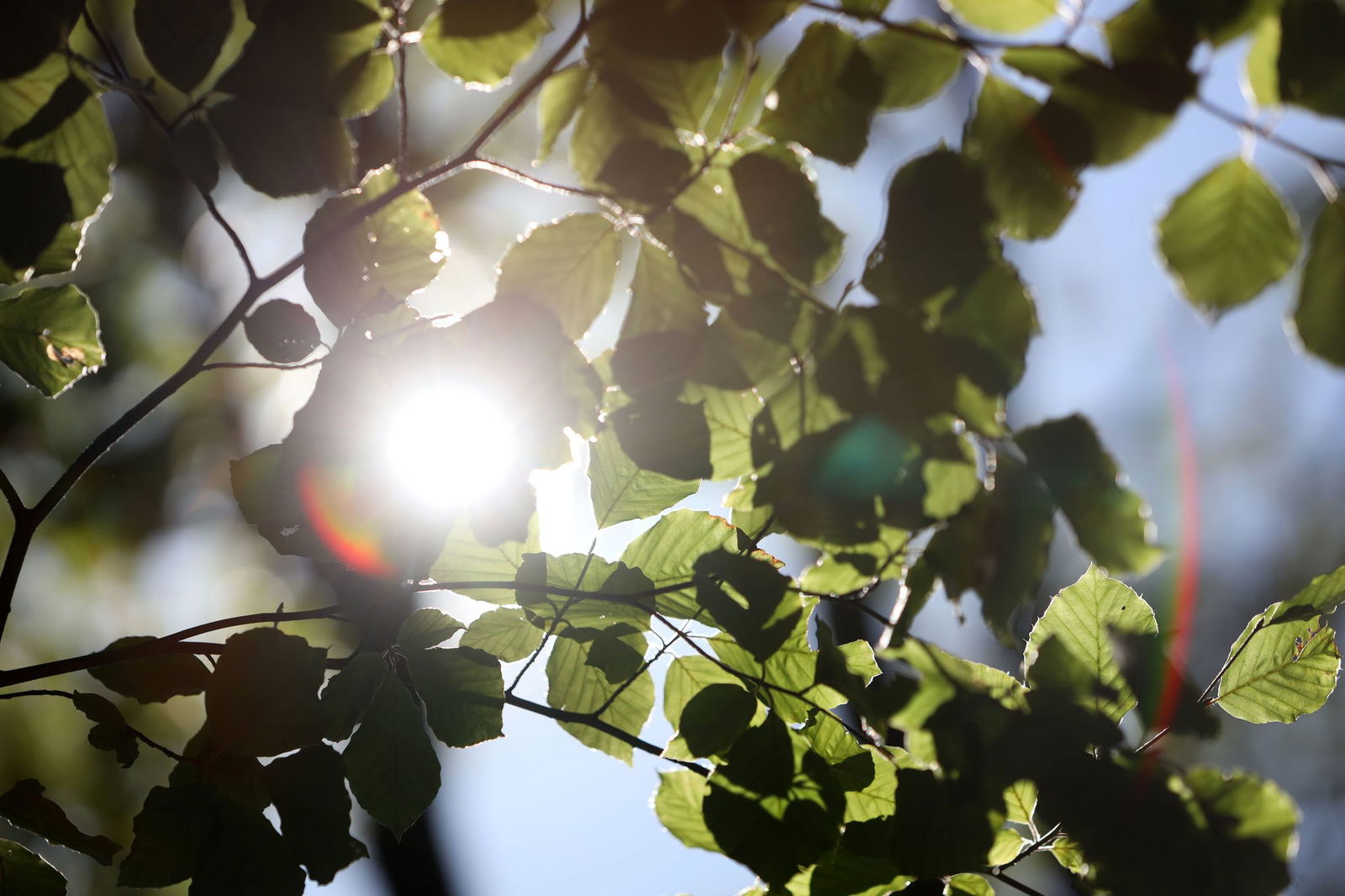Forstleute wollen in Rheinland-Pfalz den Zustand der Buchen unter die Lupe nehmen. (Archivbild)