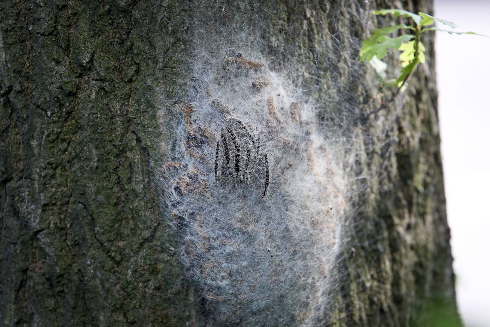 Die Neste des Eichenprozessionsspinners sehen aus wie große, dichte Spinnennetze. (Archivbild)