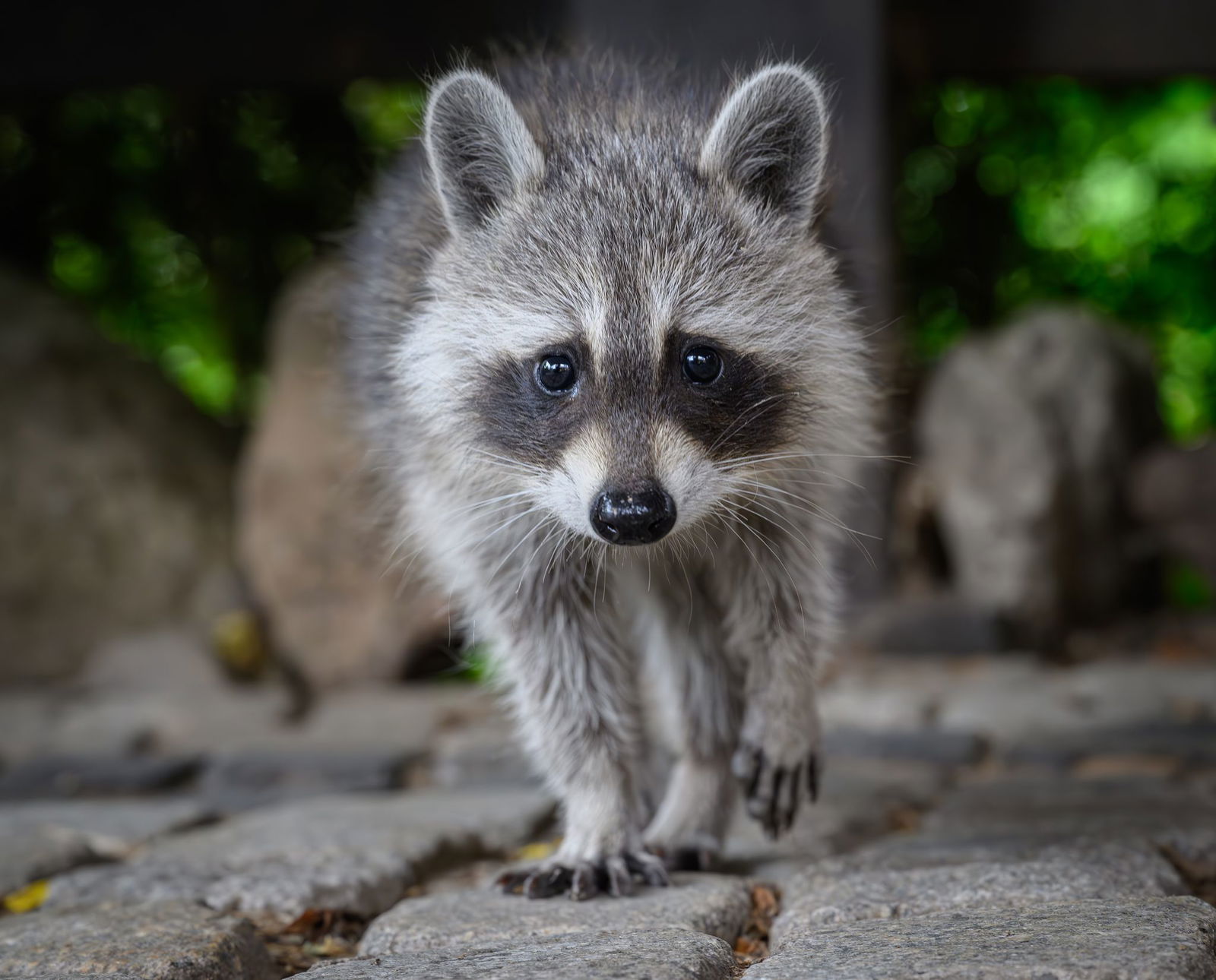 Die Zahl der Waschbären wächst in Baden-Württemberg so stark, dass aus Sicht des Landes mehr gejagt werden muss. (Archivbild)