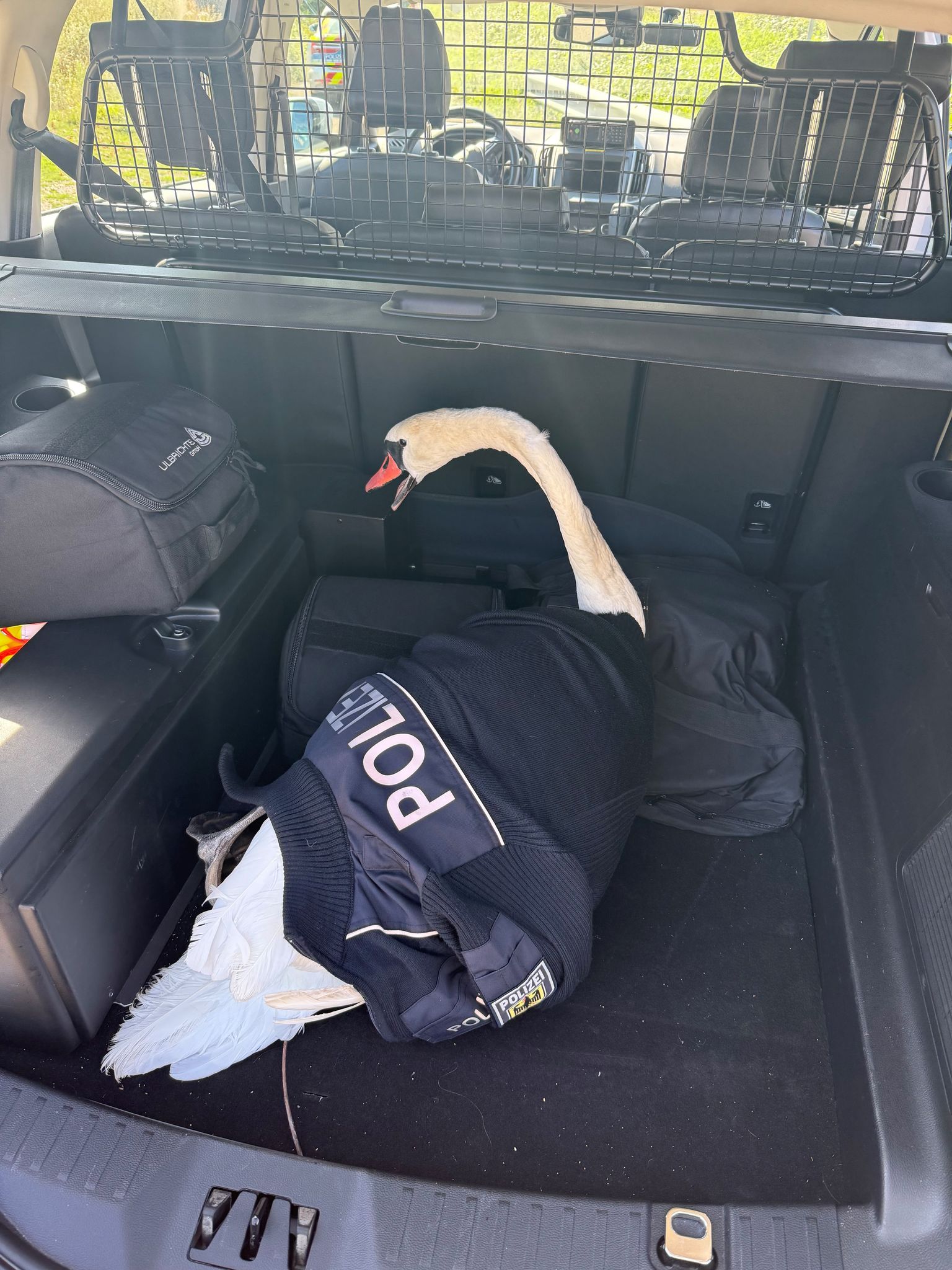 Zur Rettung des Schwans von den Gleisen wurde der Zugverkehr kurz unterbrochen. (Handout)