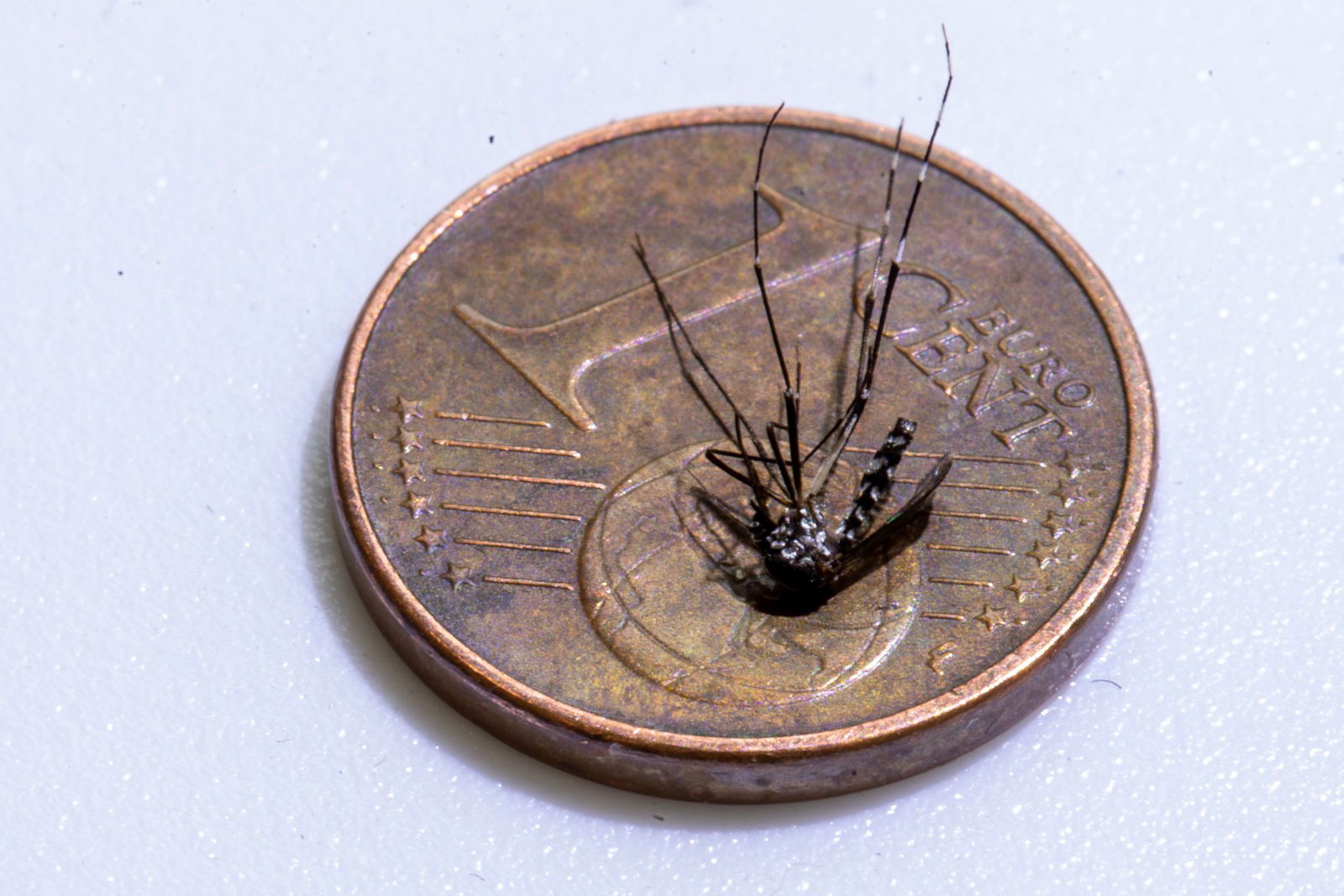 Unweit der deutschen Grenze im Elsass ist eine lokale Infektion mit dem Chikungunya-Virus entdeckt worden (Archivbild).