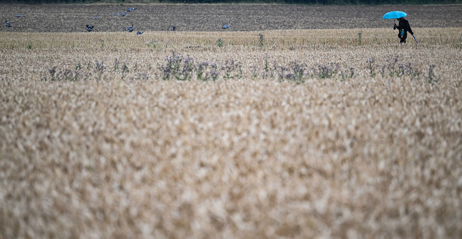 Die meisten heimischen Pflanzen sind auf ein eher gemäßigtes Klima eingestellt.