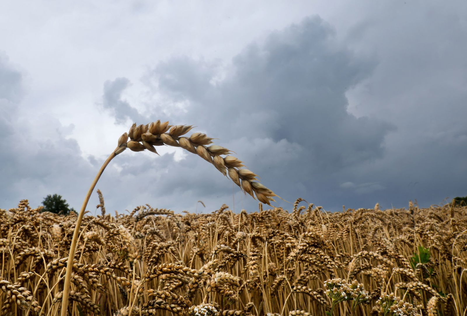 Viele Wolken, Regen und einzelne Gewitter hält die kommende Woche für den Südwesten bereit. (Symbolbild)
