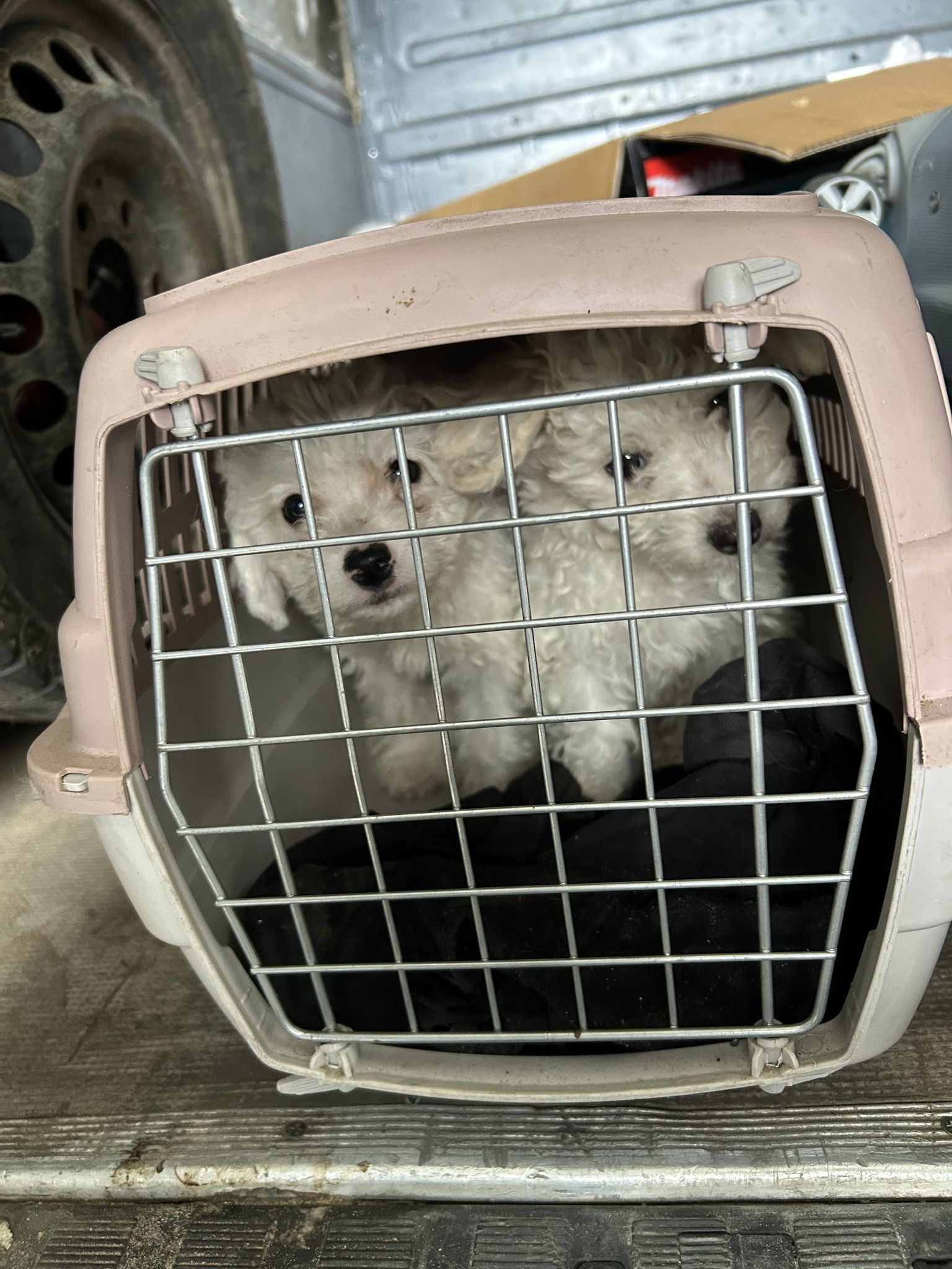 Die Tiere steckten in viel zu kleinen Boxen.