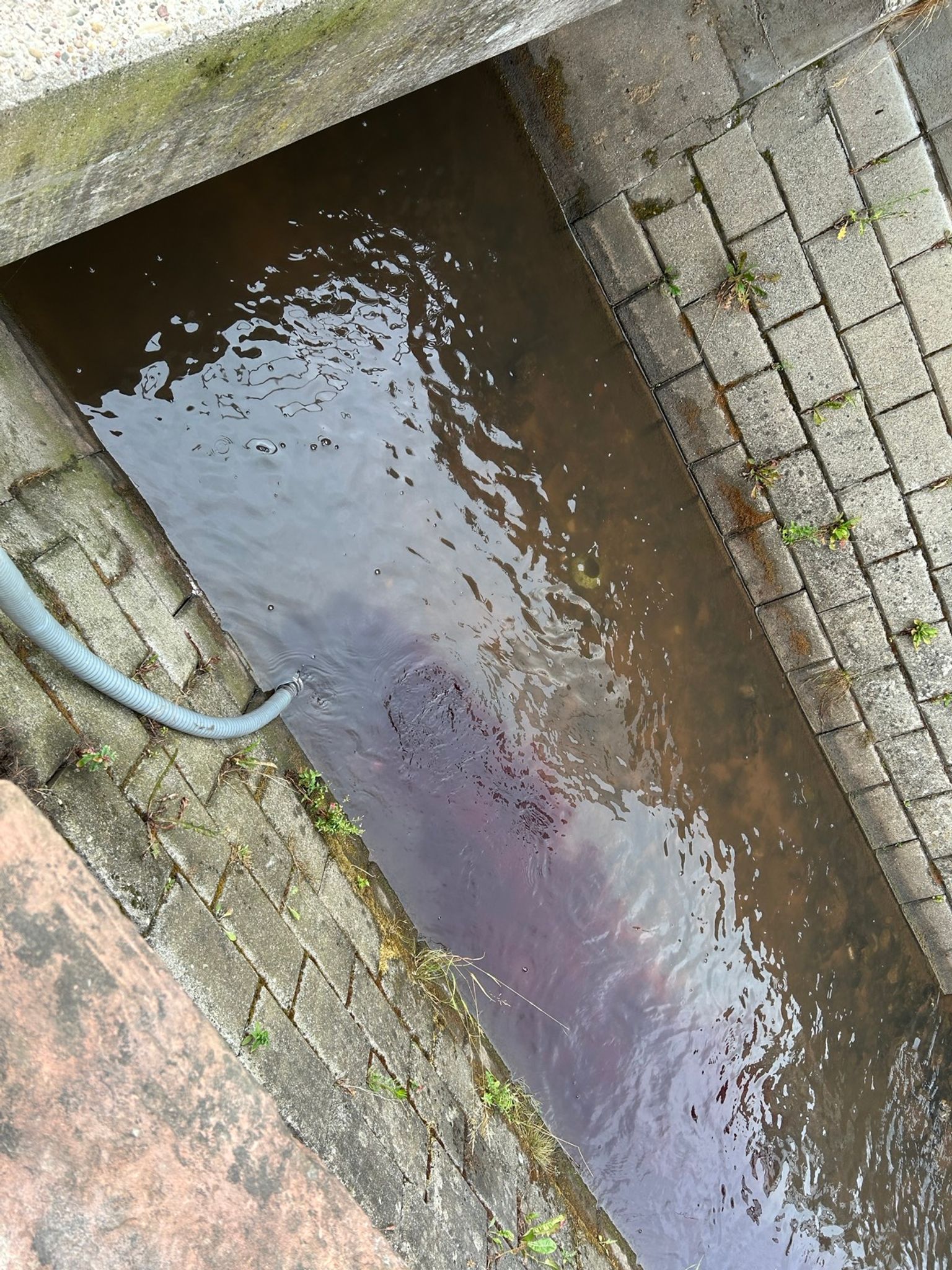 Mit einem Schlauch wurde der Wein in den Modenbach in Edesheim geleitet.