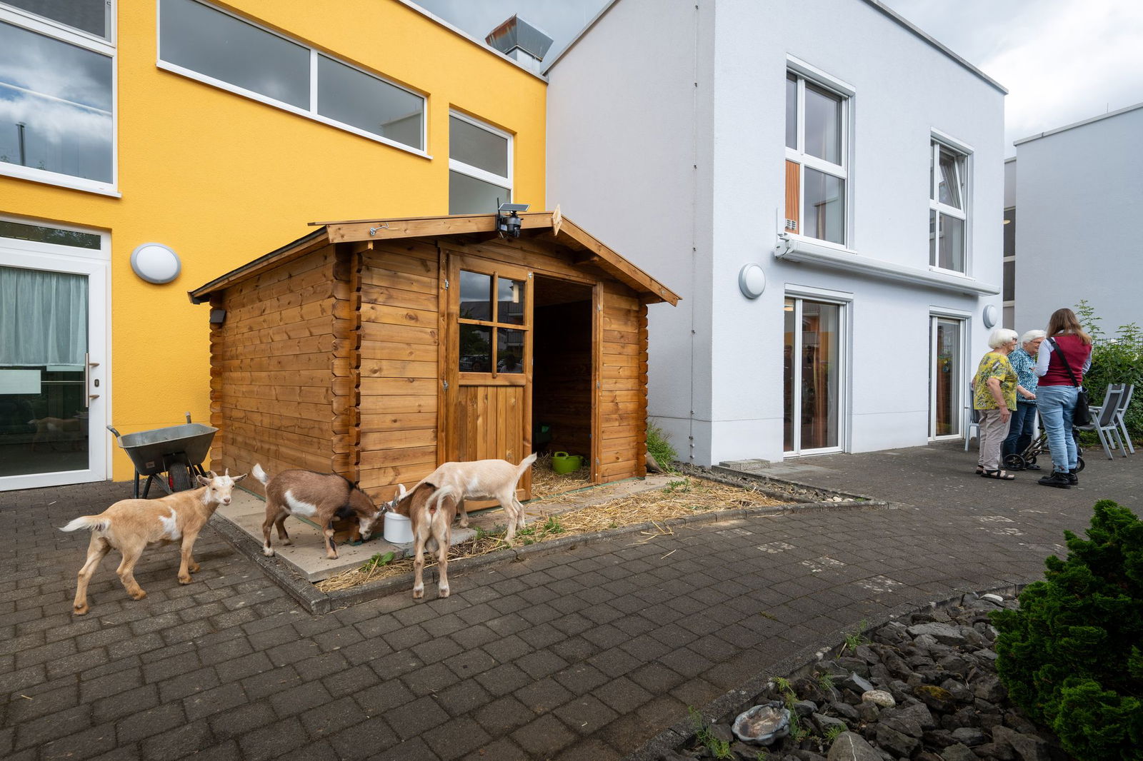 Vor dem Einzug der Ziegen wurde ein Holzhaus gebaut. (Archivbild)