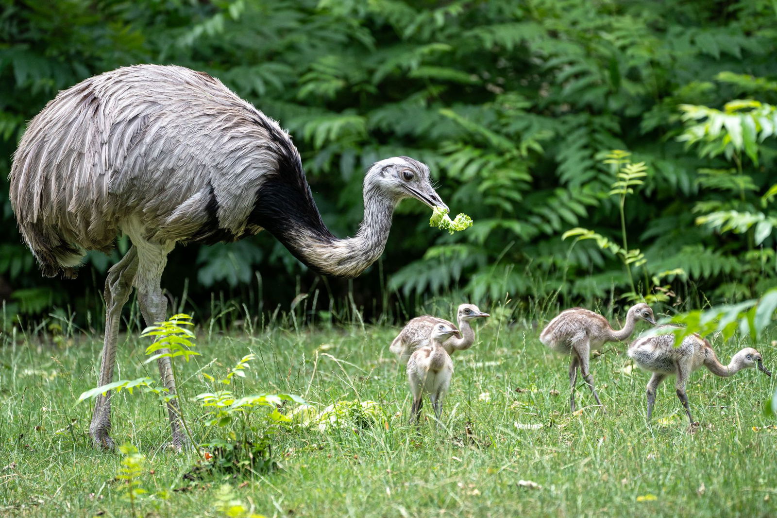 Gemeinsam mit ihrem Vater erkunden die Küken das Gehege. 